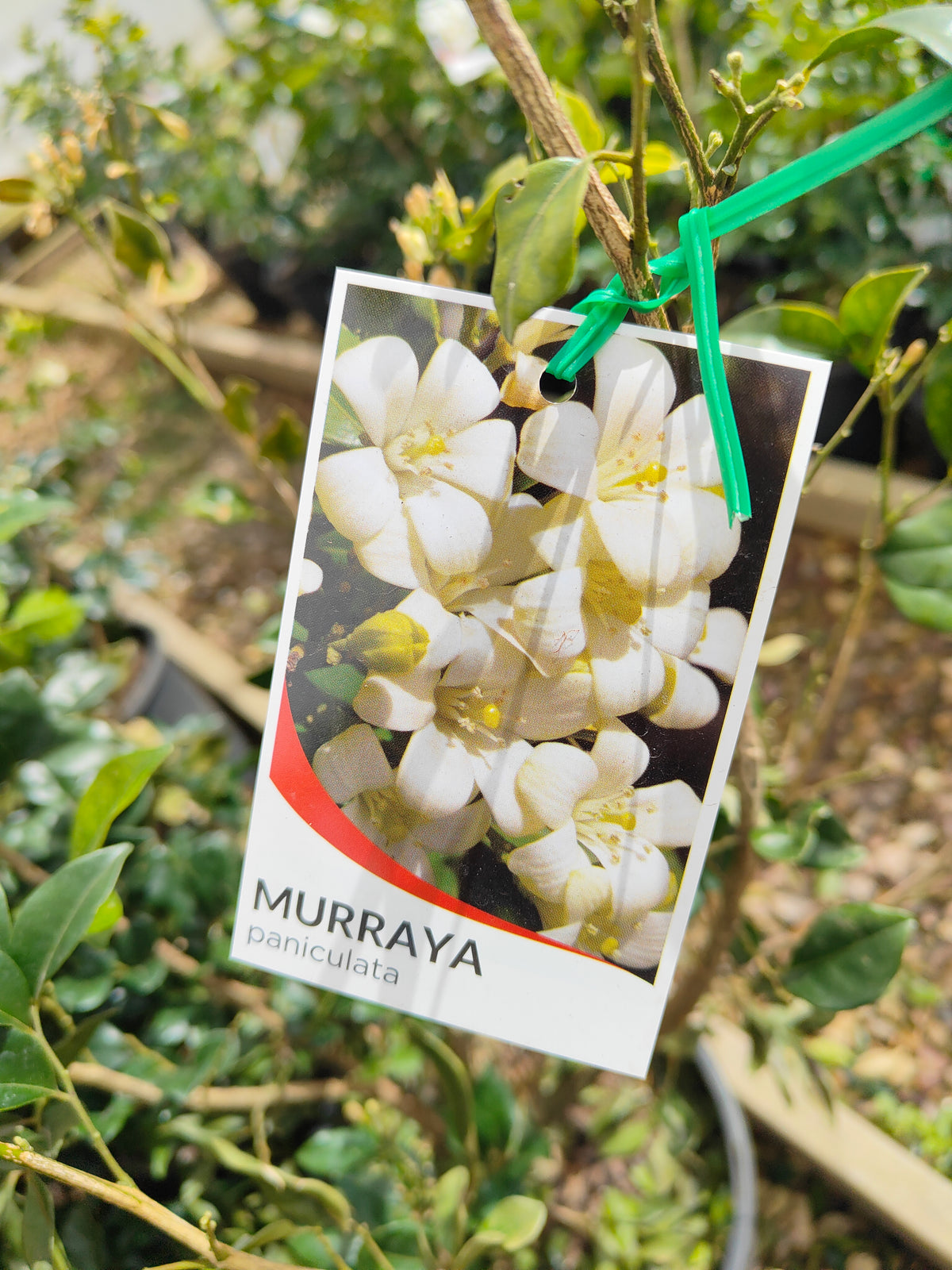 PL0033 Orange Jessamine, Mock Orange, Chinese Box, Murraya paniculata,  橙茉莉、假橙花、中国黄杨 Pot Size: 20 cm