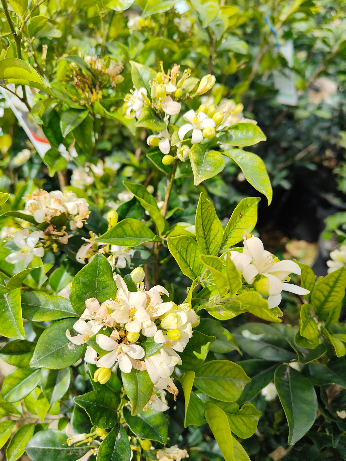 PL0033 Orange Jessamine, Mock Orange, Chinese Box, Murraya paniculata,  橙茉莉、假橙花、中国黄杨 Pot Size: 20 cm