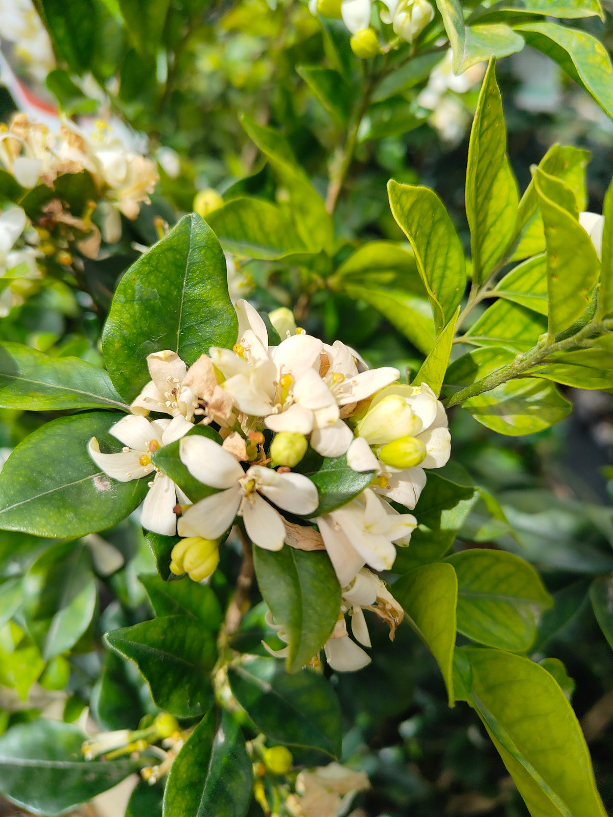 PL0033 Orange Jessamine, Mock Orange, Chinese Box, Murraya paniculata,  橙茉莉、假橙花、中国黄杨 Pot Size: 20 cm