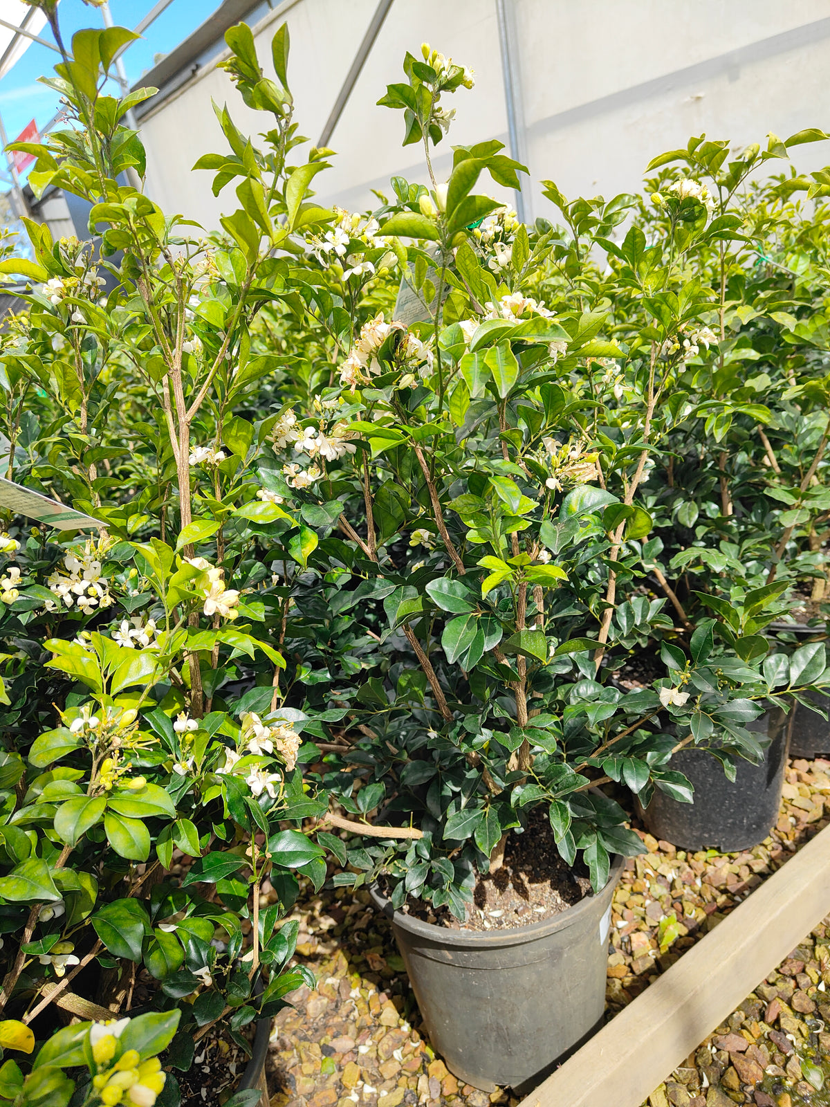 PL0033 Orange Jessamine, Mock Orange, Chinese Box, Murraya paniculata,  橙茉莉、假橙花、中国黄杨 Pot Size: 20 cm