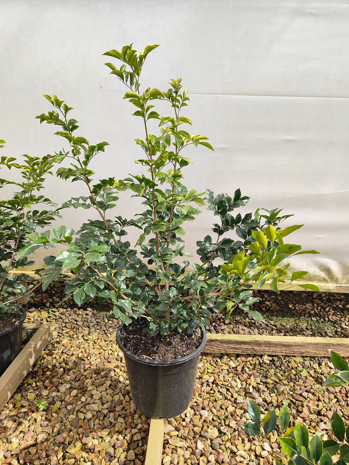 PL0033 Orange Jessamine, Mock Orange, Chinese Box, Murraya paniculata,  橙茉莉、假橙花、中国黄杨 Pot Size: 20 cm