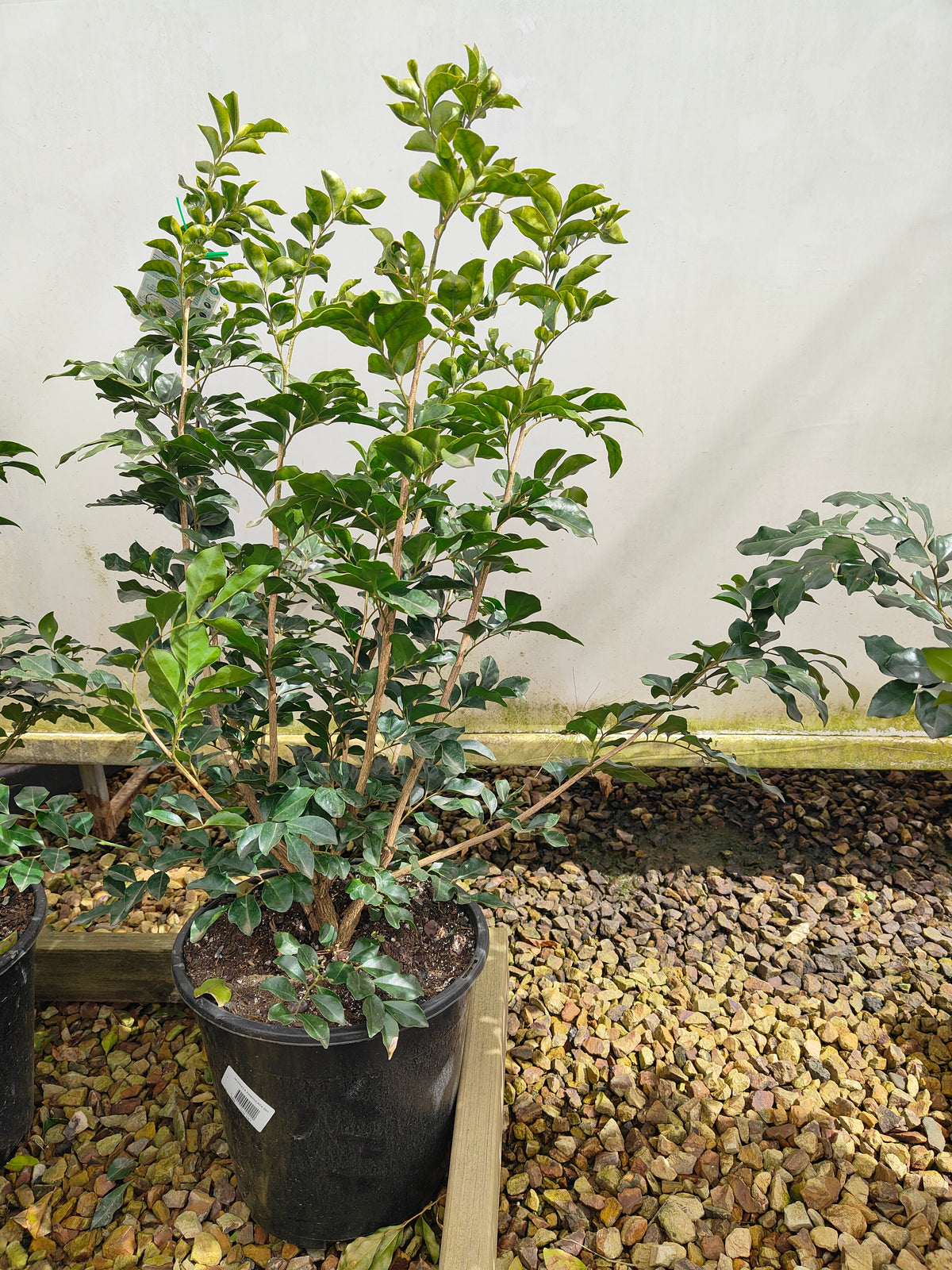 PL0033 Orange Jessamine, Mock Orange, Chinese Box, Murraya paniculata,  橙茉莉、假橙花、中国黄杨 Pot Size: 20 cm