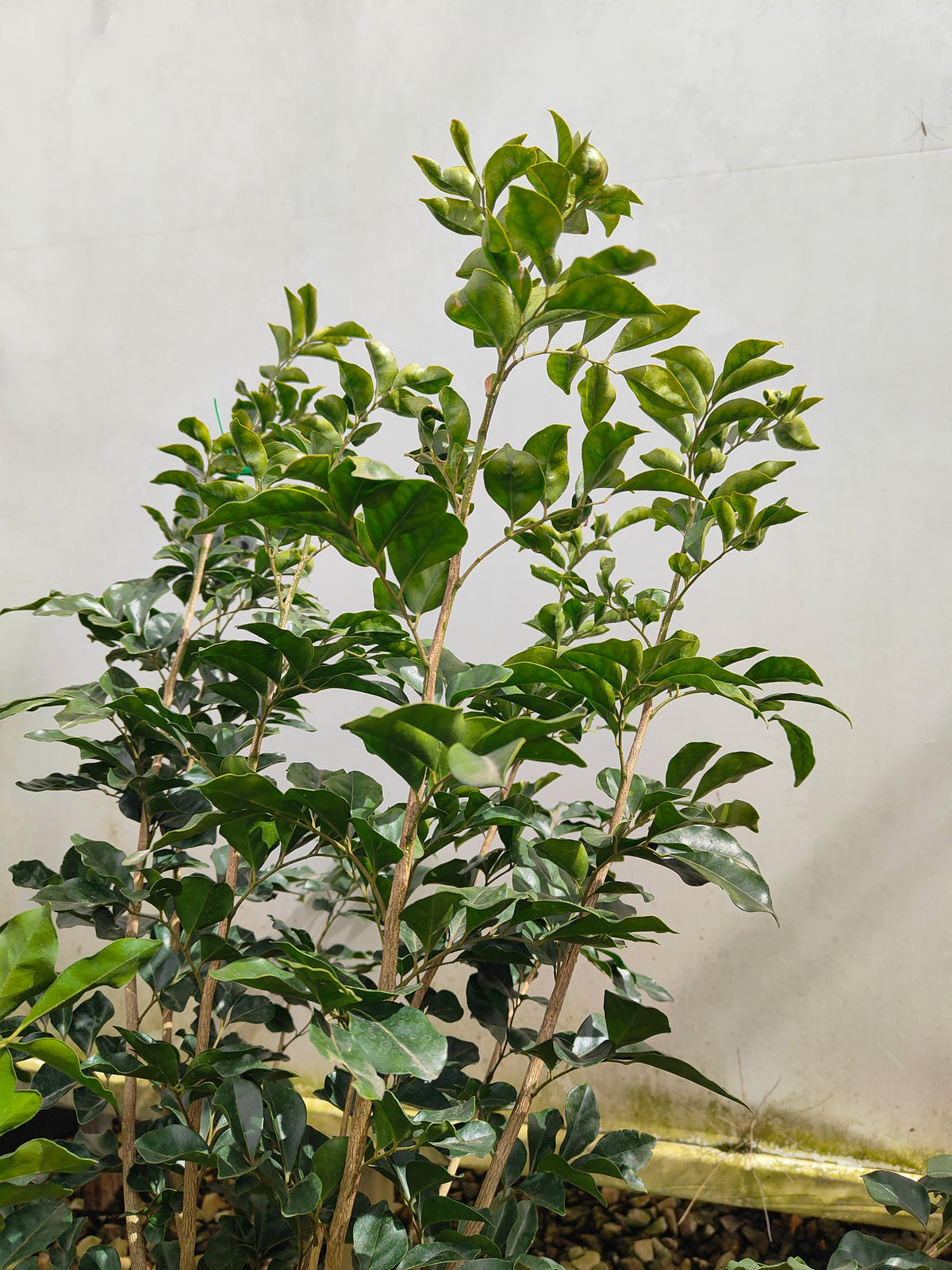 PL0033 Orange Jessamine, Mock Orange, Chinese Box, Murraya paniculata,  橙茉莉、假橙花、中国黄杨 Pot Size: 20 cm