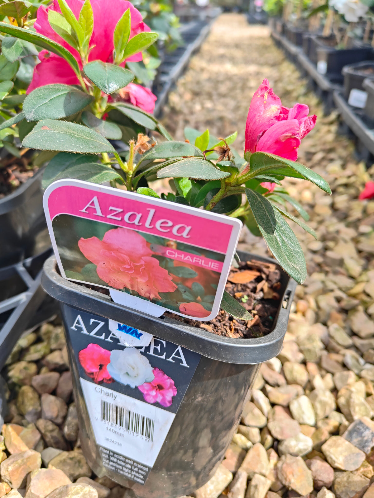 PL005 Azalea, Azalea Assorted, 杜鹃花, 14cm pot