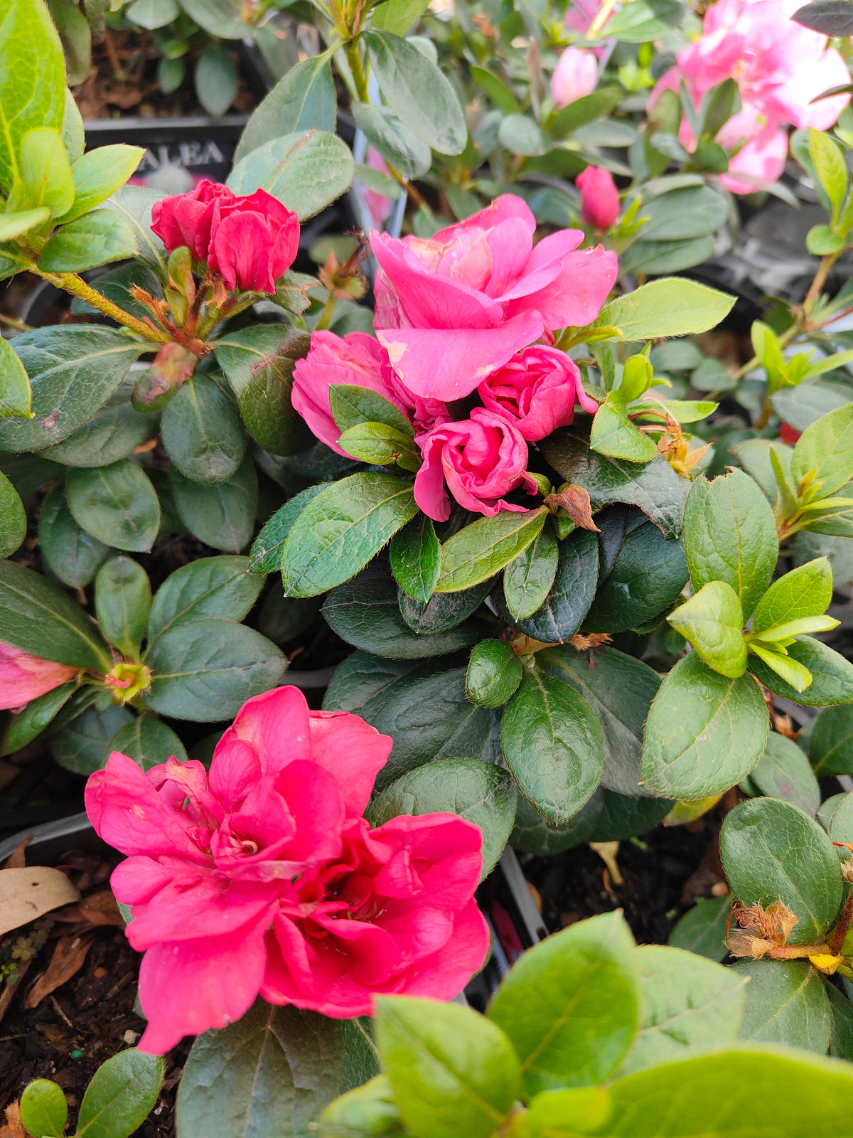 PL005 Azalea, Azalea Assorted, 杜鹃花, 14cm pot