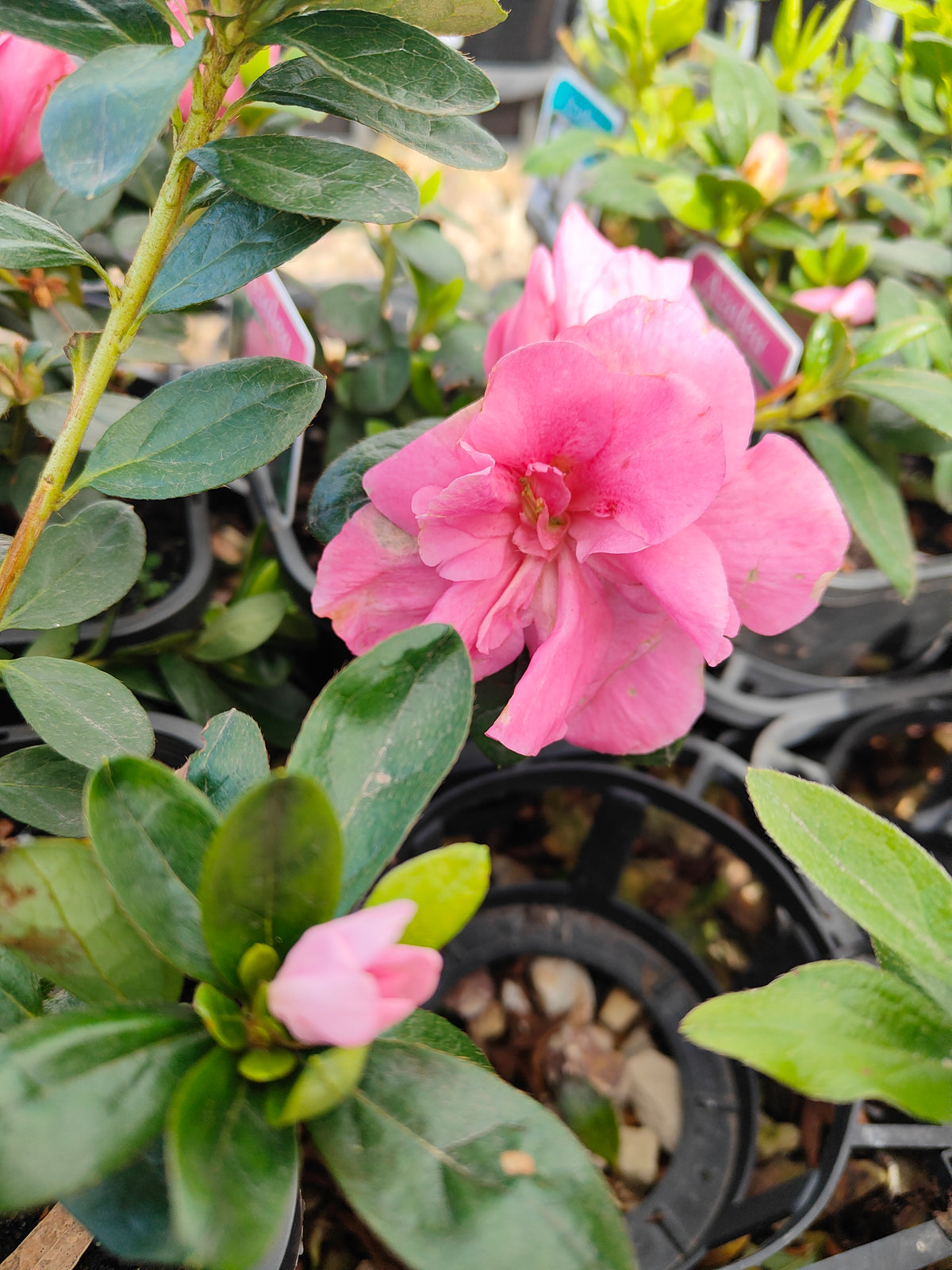 PL005 Azalea, Azalea Assorted, 杜鹃花, 14cm pot