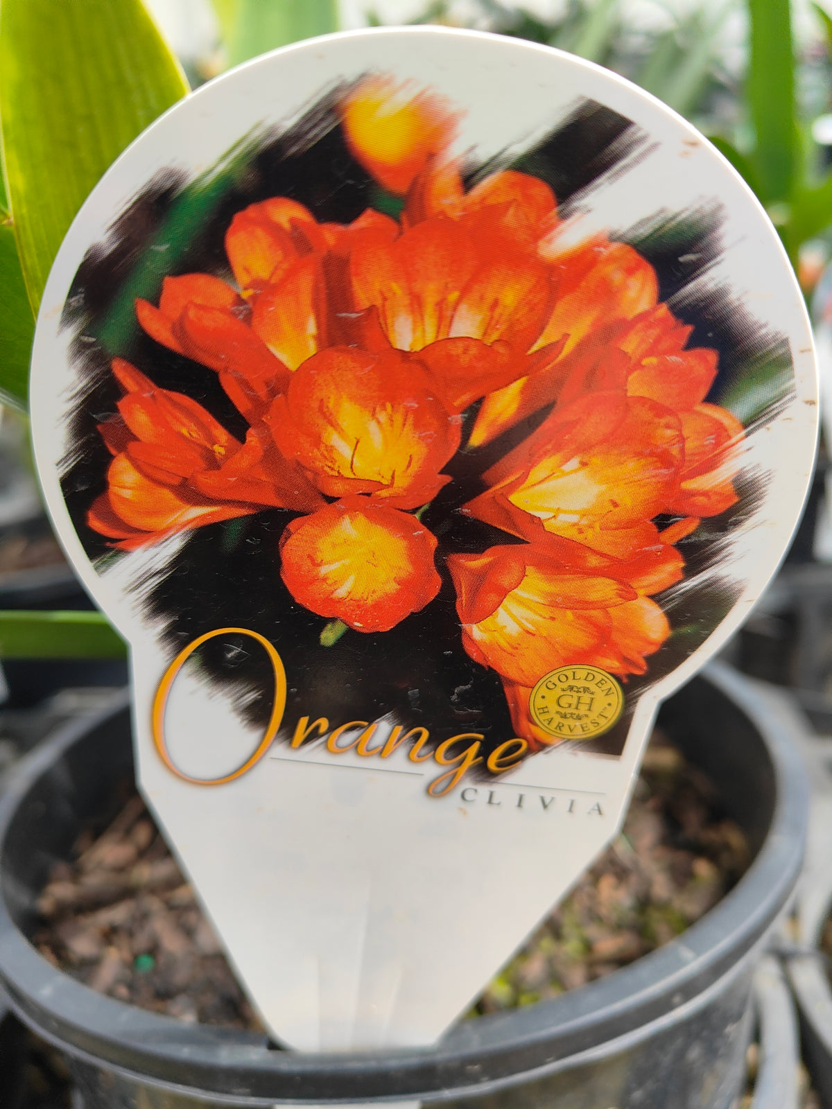 PL0032 Kaffir Lily, Bush Lily, Natal Lily, Clivia miniata 君子兰、灌木君子兰、纳塔尔百合 Pot Sizes: 14 cm, 20 cm, 30 cm