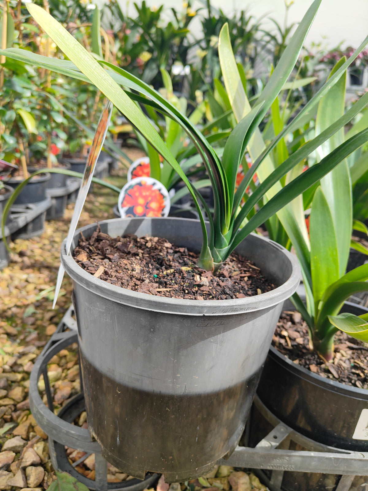 PL0032 Kaffir Lily, Bush Lily, Natal Lily, Clivia miniata 君子兰、灌木君子兰、纳塔尔百合 Pot Sizes: 14 cm, 20 cm, 30 cm