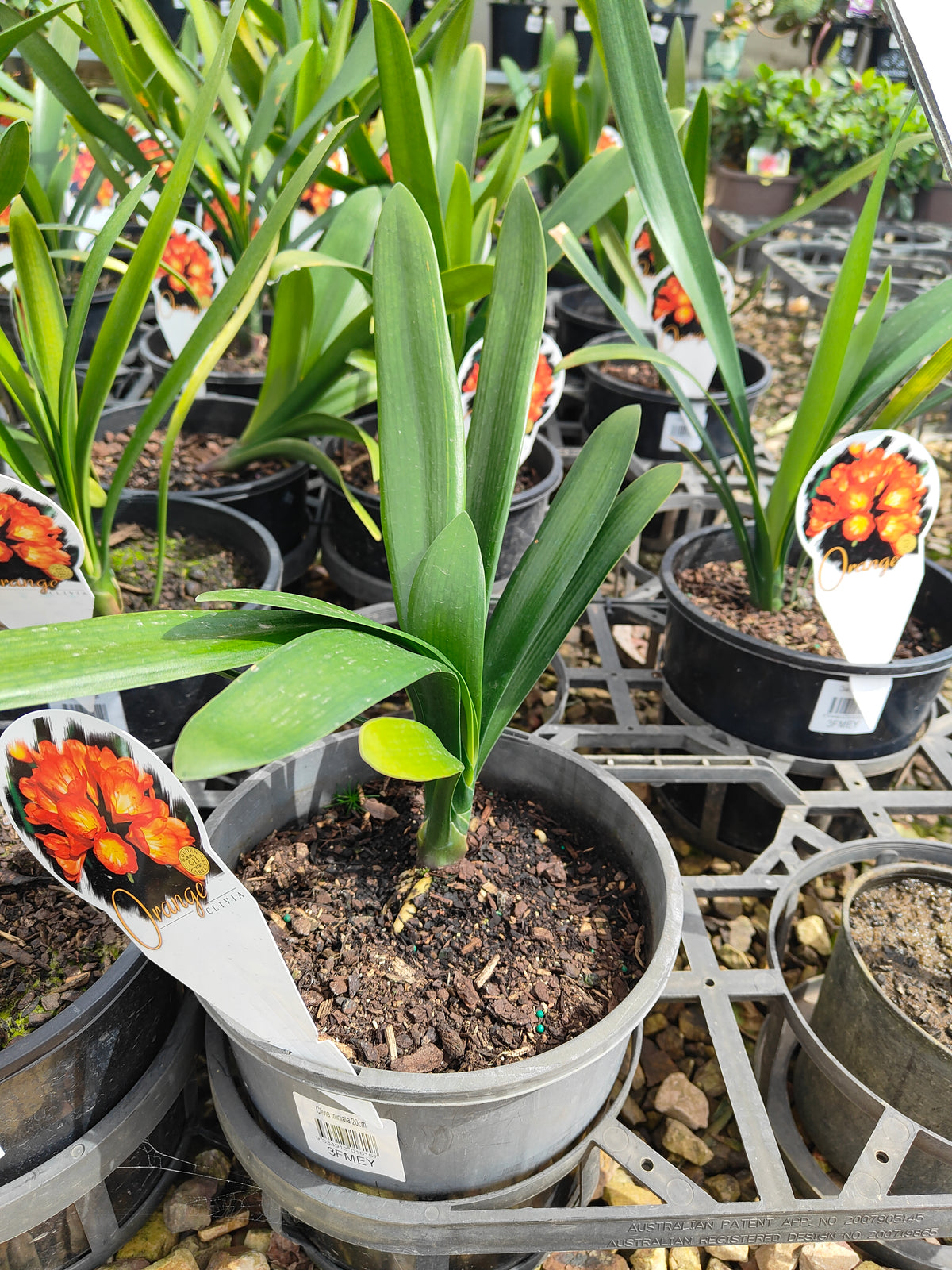 PL0032 Kaffir Lily, Bush Lily, Natal Lily, Clivia miniata 君子兰、灌木君子兰、纳塔尔百合 Pot Sizes: 14 cm, 20 cm, 30 cm