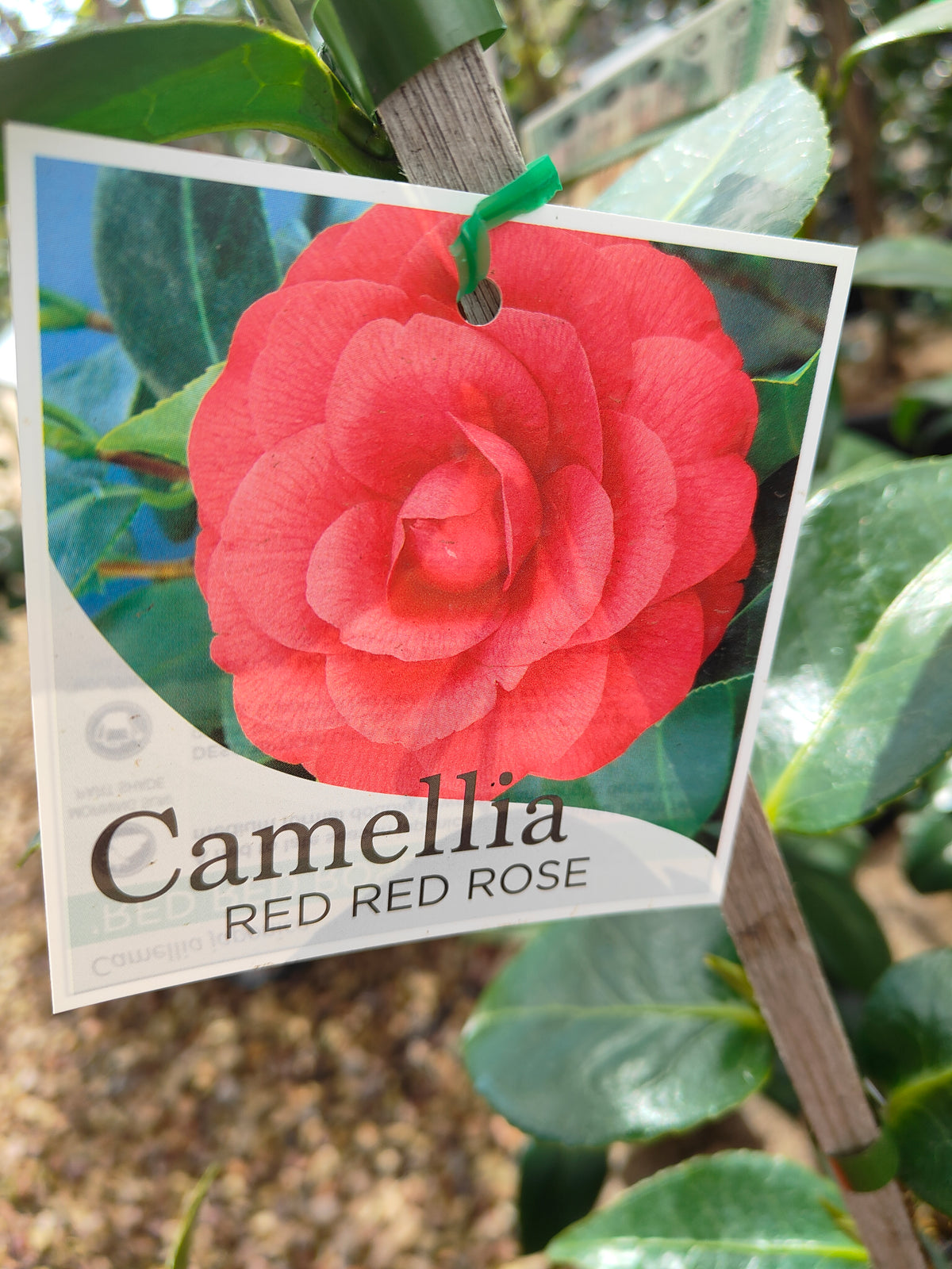 PL009 Camellia japonica 日本山茶 20cm pot