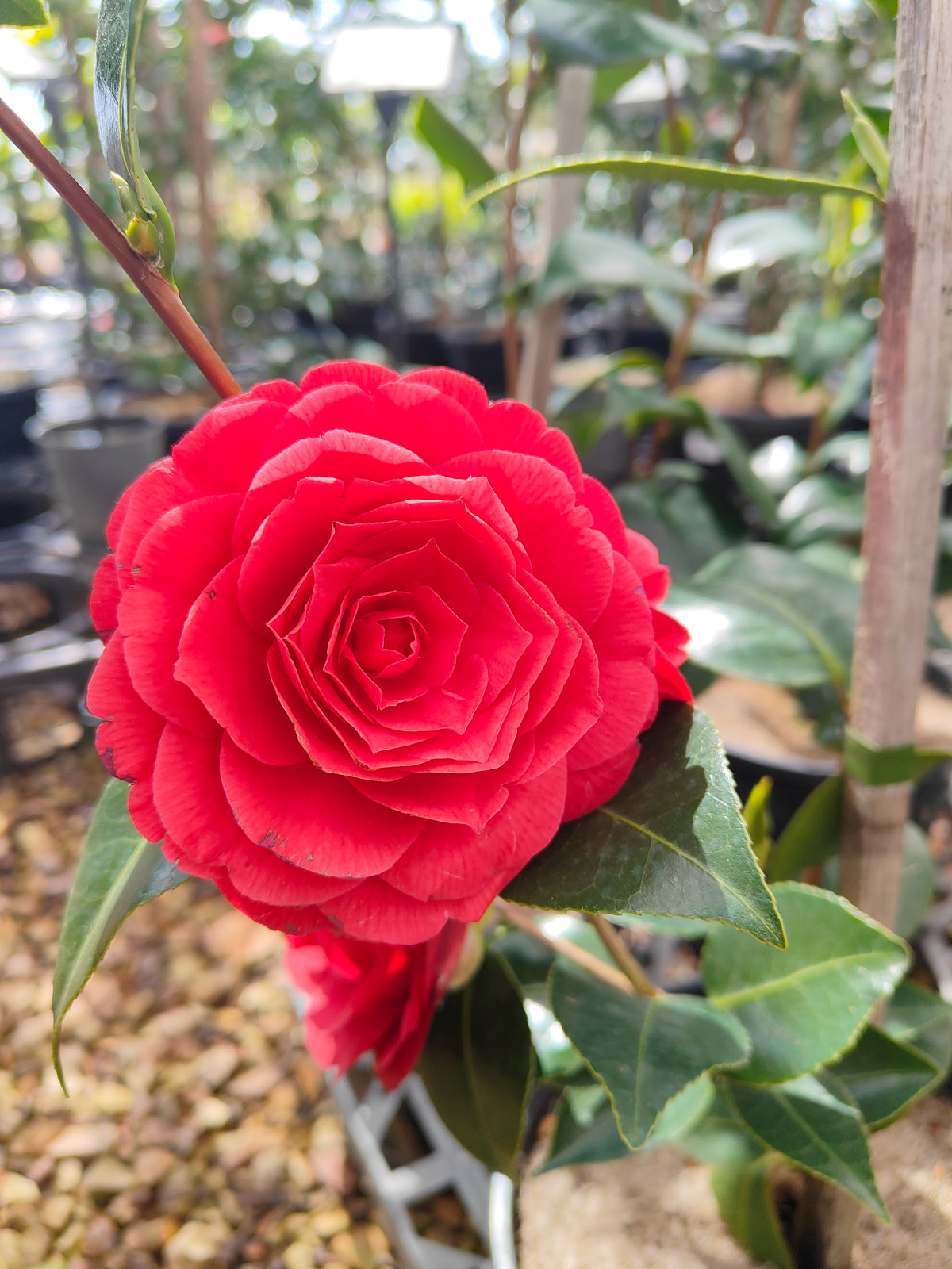 PL009 Camellia japonica 日本山茶 20cm pot