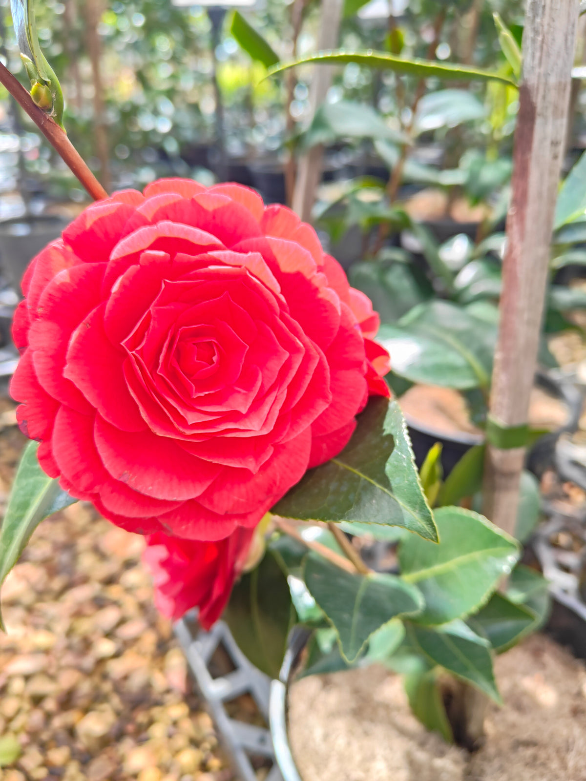 PL009 Camellia japonica 日本山茶 20cm pot