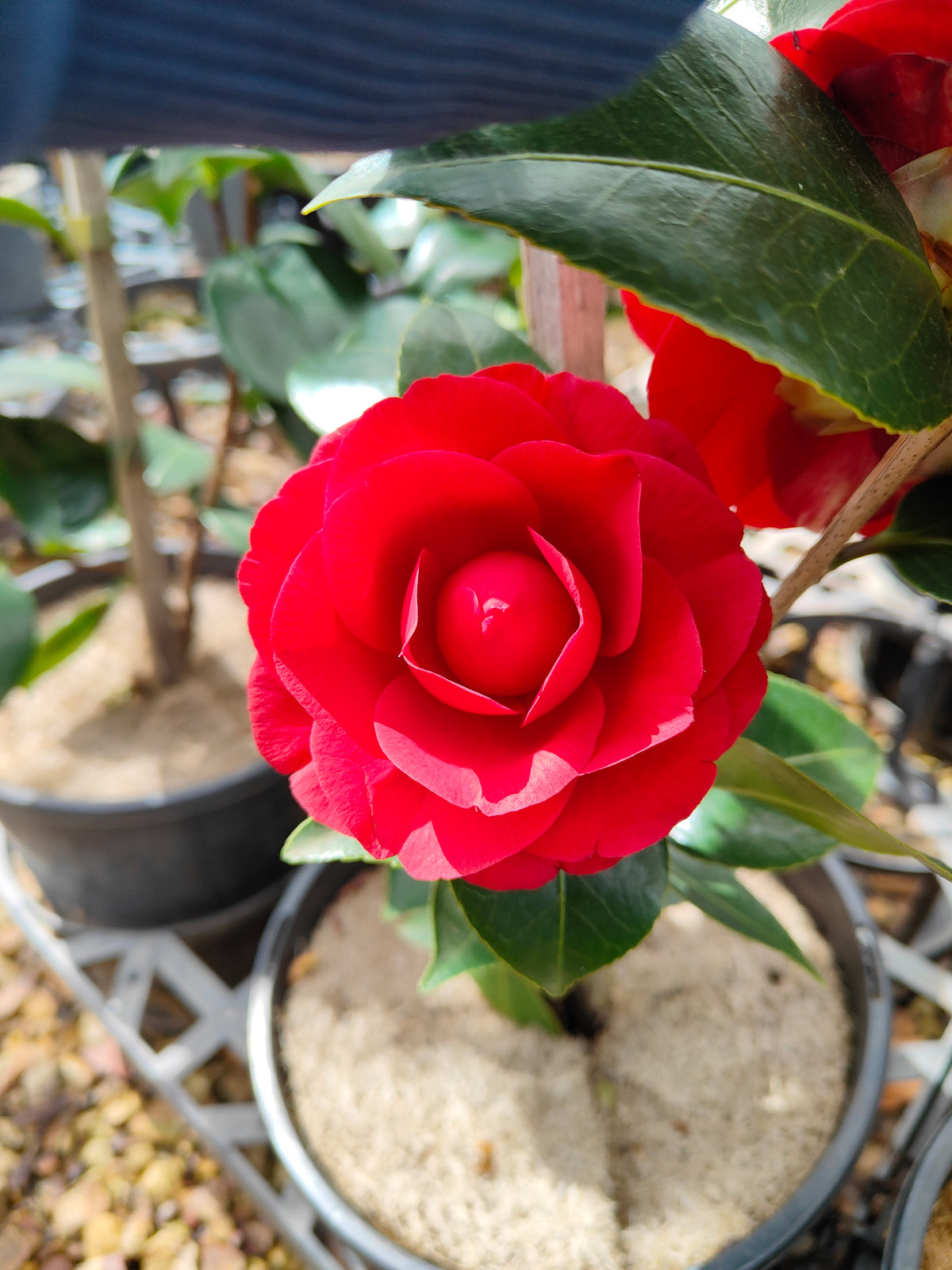 PL009 Camellia japonica 日本山茶 20cm pot