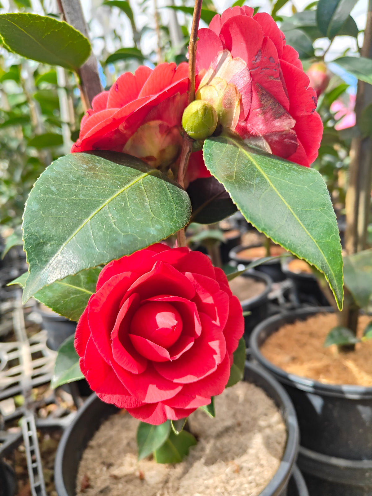 PL009 Camellia japonica 日本山茶 20cm pot
