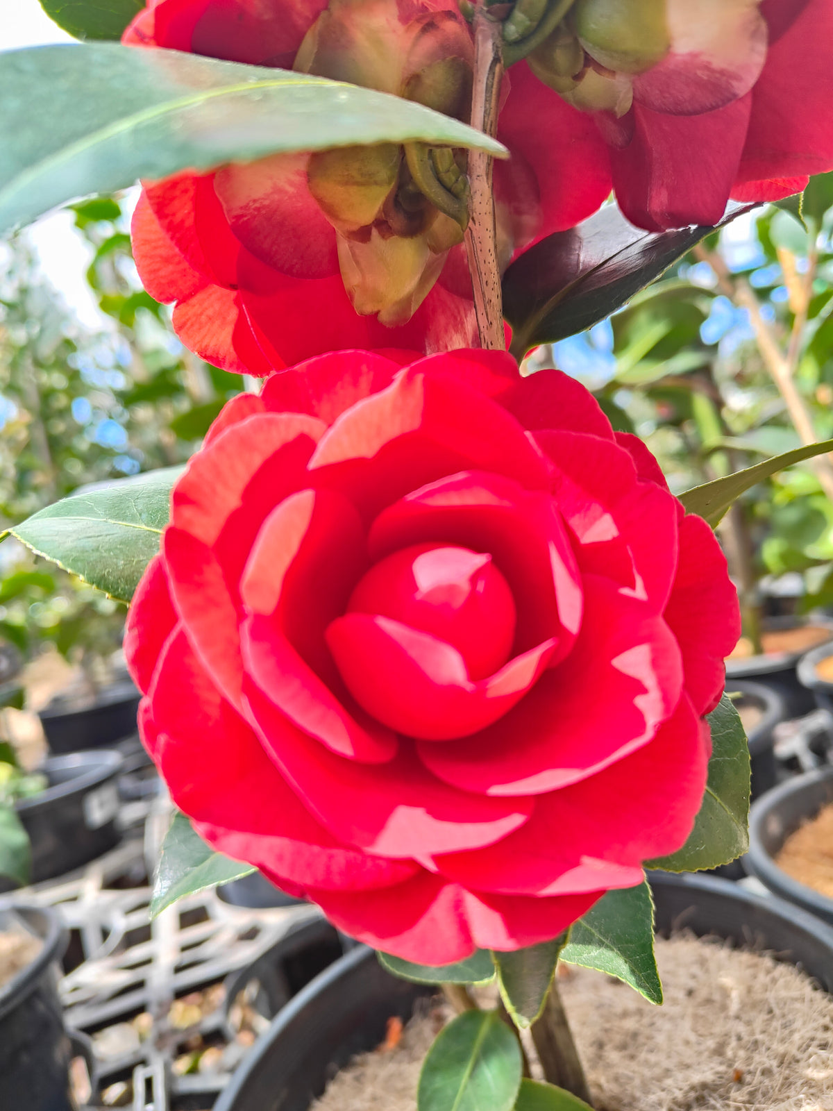 PL009 Camellia japonica 日本山茶 20cm pot