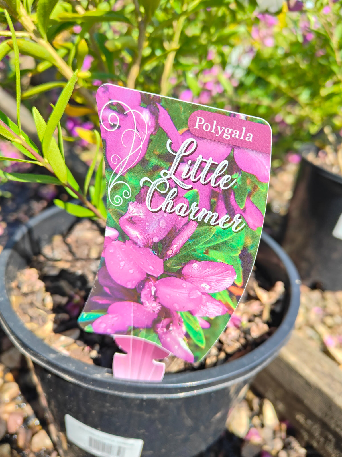 PL0029 Little Charmer, Dwarf Polygala, Sweet Pea Shrub, Polygala grandiflora 小迷人”远志、矮生远志、香豌豆灌木、大花远志  Pot Size: 14 cm, 20 cm