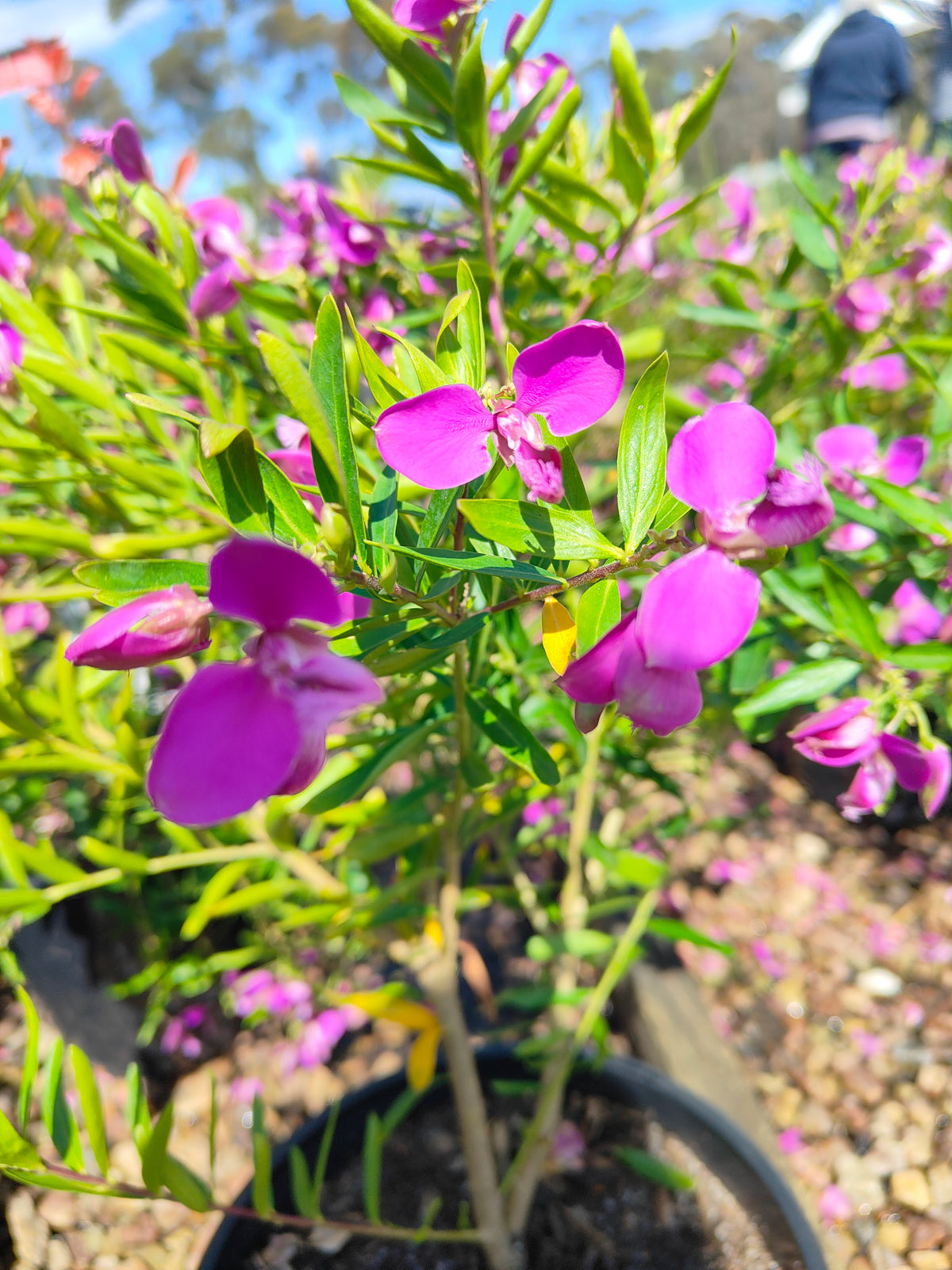 PL0029 Little Charmer, Dwarf Polygala, Sweet Pea Shrub, Polygala grandiflora 小迷人”远志、矮生远志、香豌豆灌木、大花远志  Pot Size: 14 cm, 20 cm