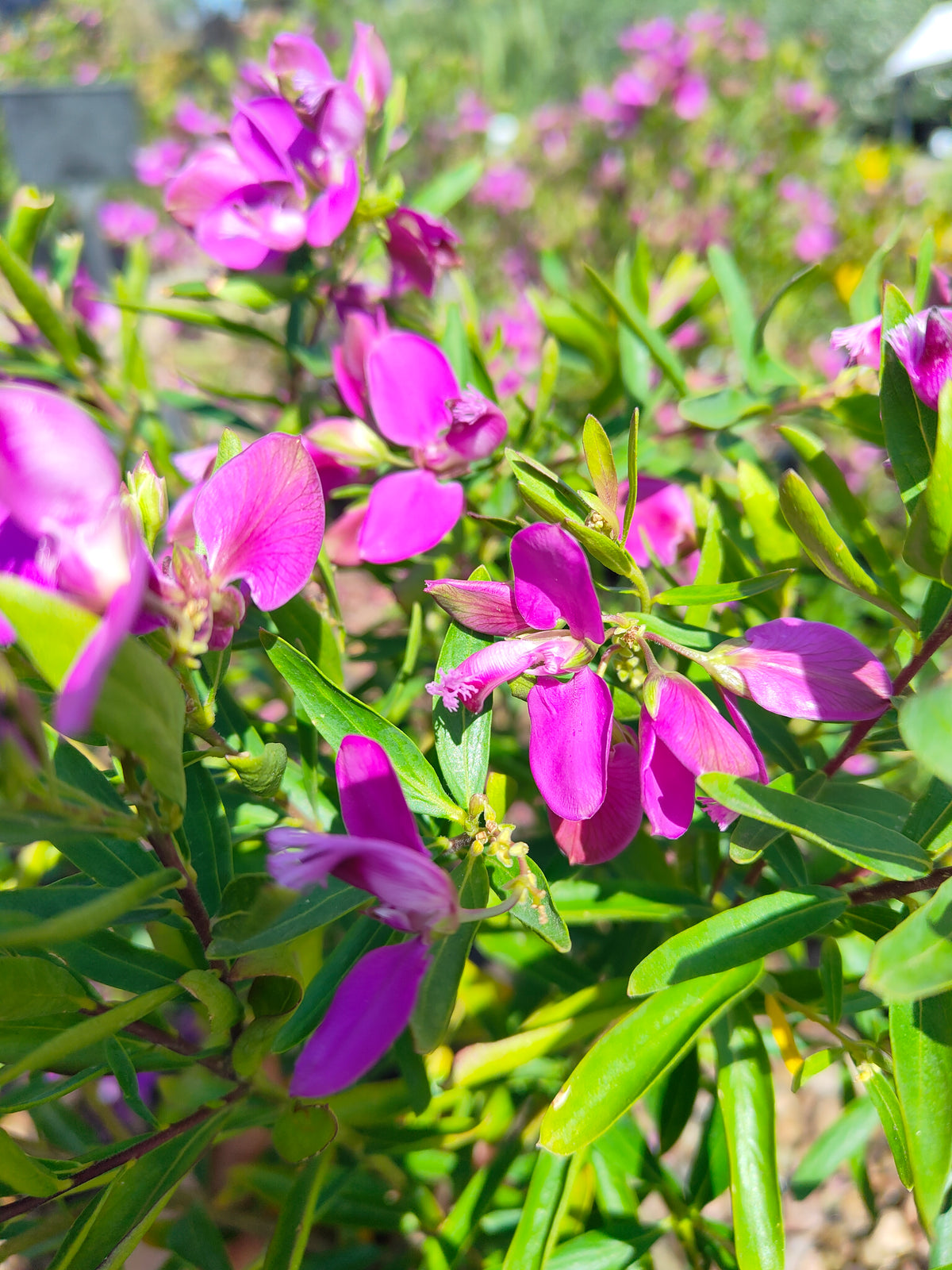 PL0029 Little Charmer, Dwarf Polygala, Sweet Pea Shrub, Polygala grandiflora 小迷人”远志、矮生远志、香豌豆灌木、大花远志  Pot Size: 14 cm, 20 cm