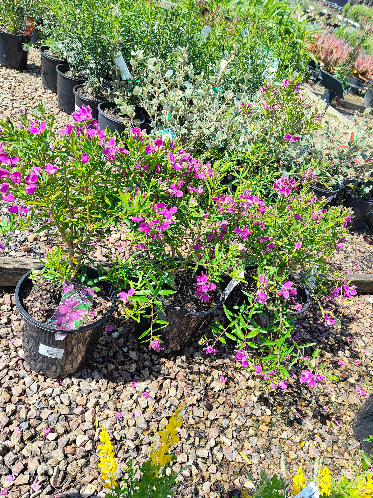 PL0029 Little Charmer, Dwarf Polygala, Sweet Pea Shrub, Polygala grandiflora 小迷人”远志、矮生远志、香豌豆灌木、大花远志  Pot Size: 14 cm, 20 cm