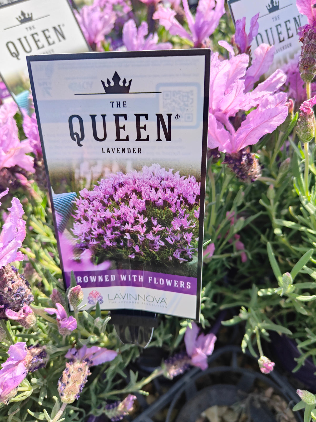 PL0035 French Lavender, Lavinnova, Lavandula pedunculata The Princess PBR 法国薰衣草、薰衣草 Pot Size:  14 cm