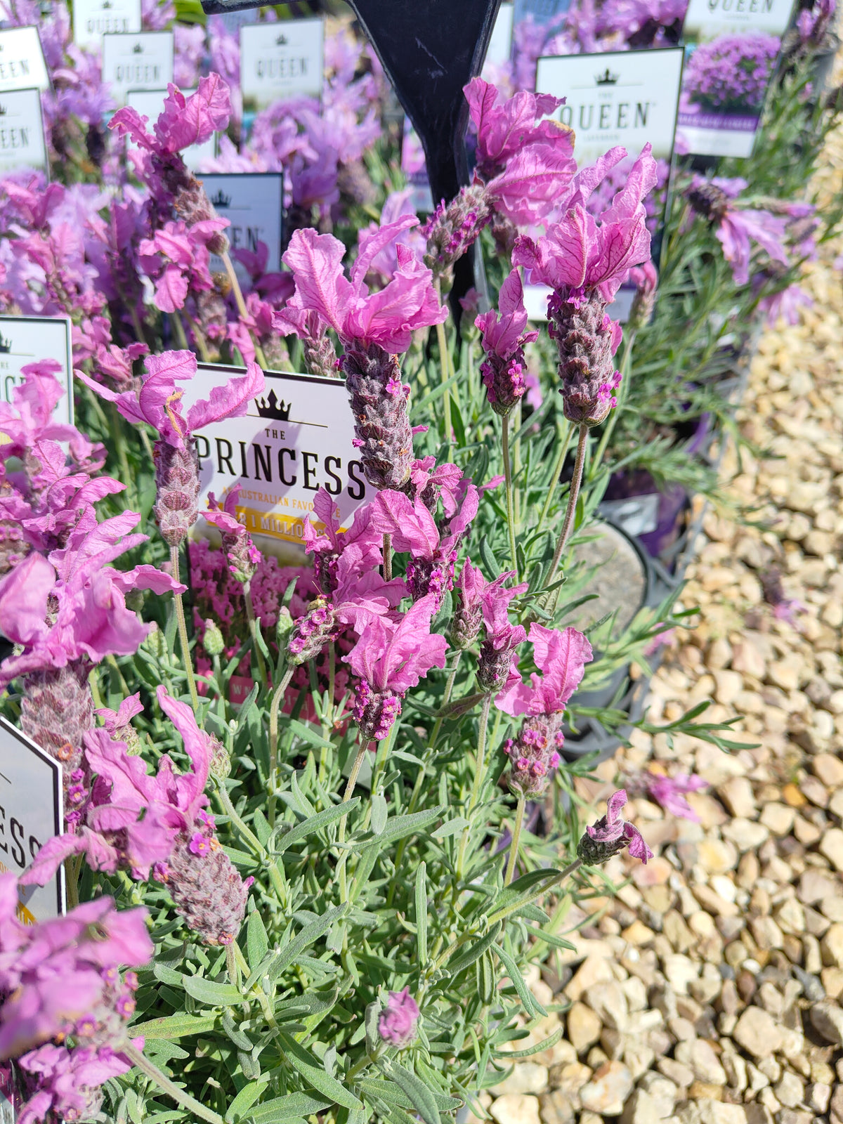 PL0035 French Lavender, Lavinnova, Lavandula pedunculata The Princess PBR 法国薰衣草、薰衣草 Pot Size:  14 cm