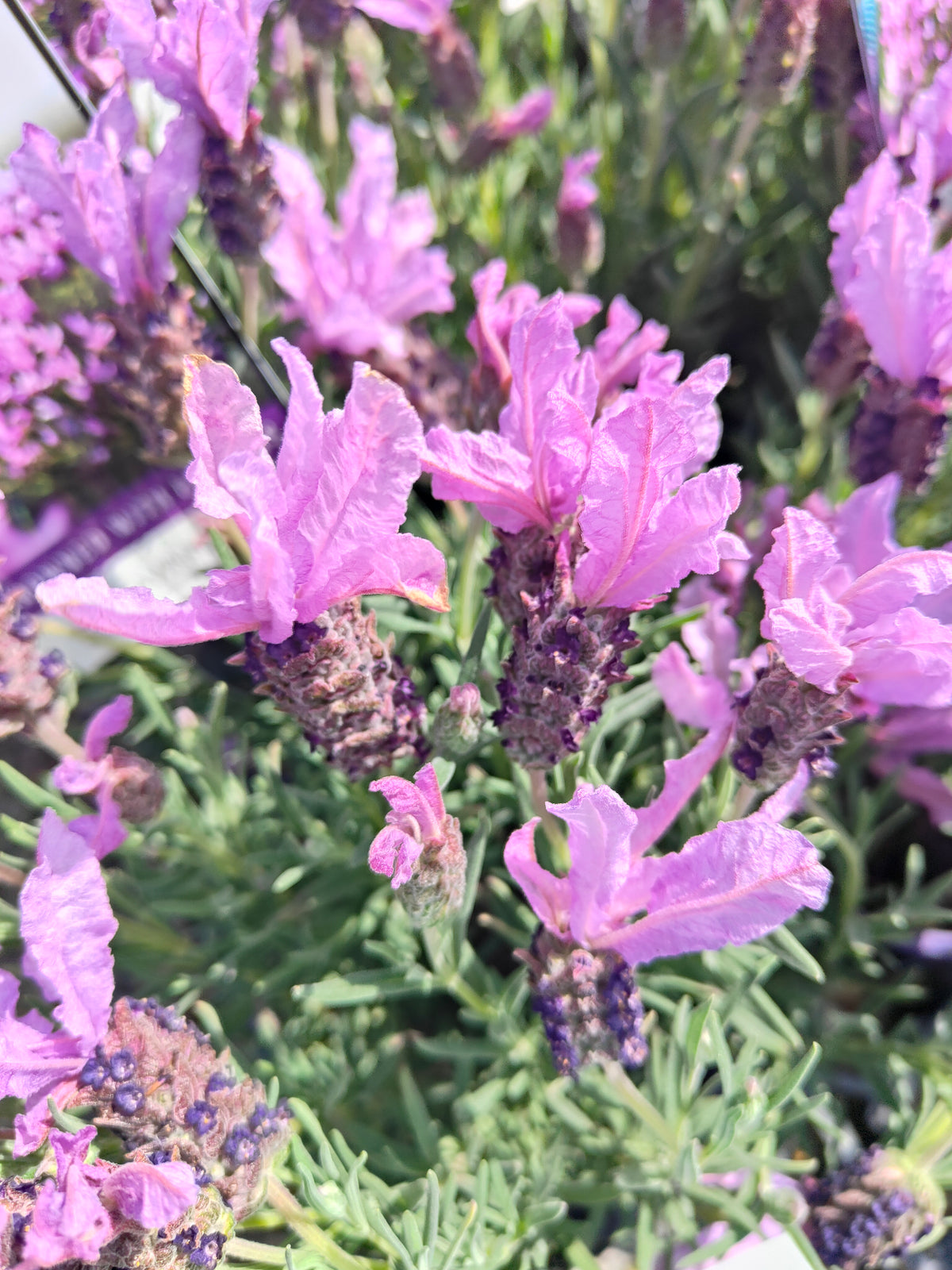 PL0035 French Lavender, Lavinnova, Lavandula pedunculata The Princess PBR 法国薰衣草、薰衣草 Pot Size:  14 cm
