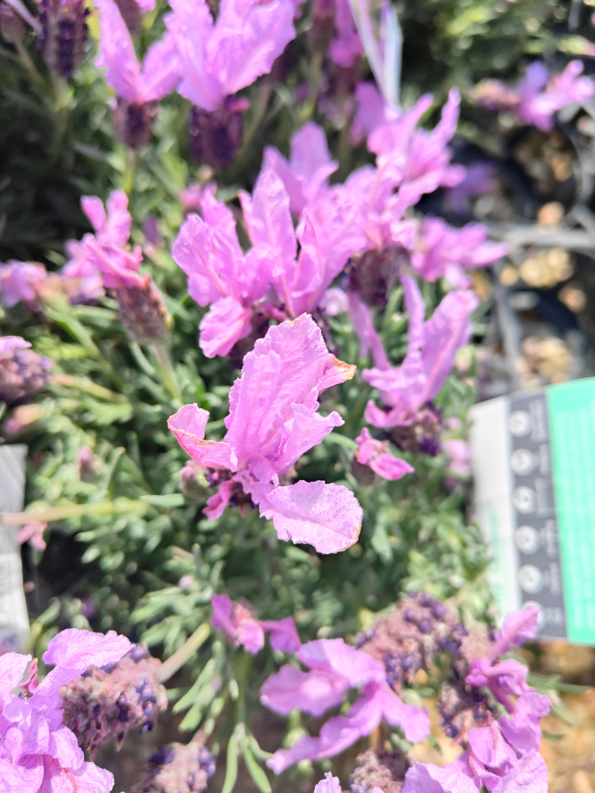 PL0035 French Lavender, Lavinnova, Lavandula pedunculata The Princess PBR 法国薰衣草、薰衣草 Pot Size:  14 cm