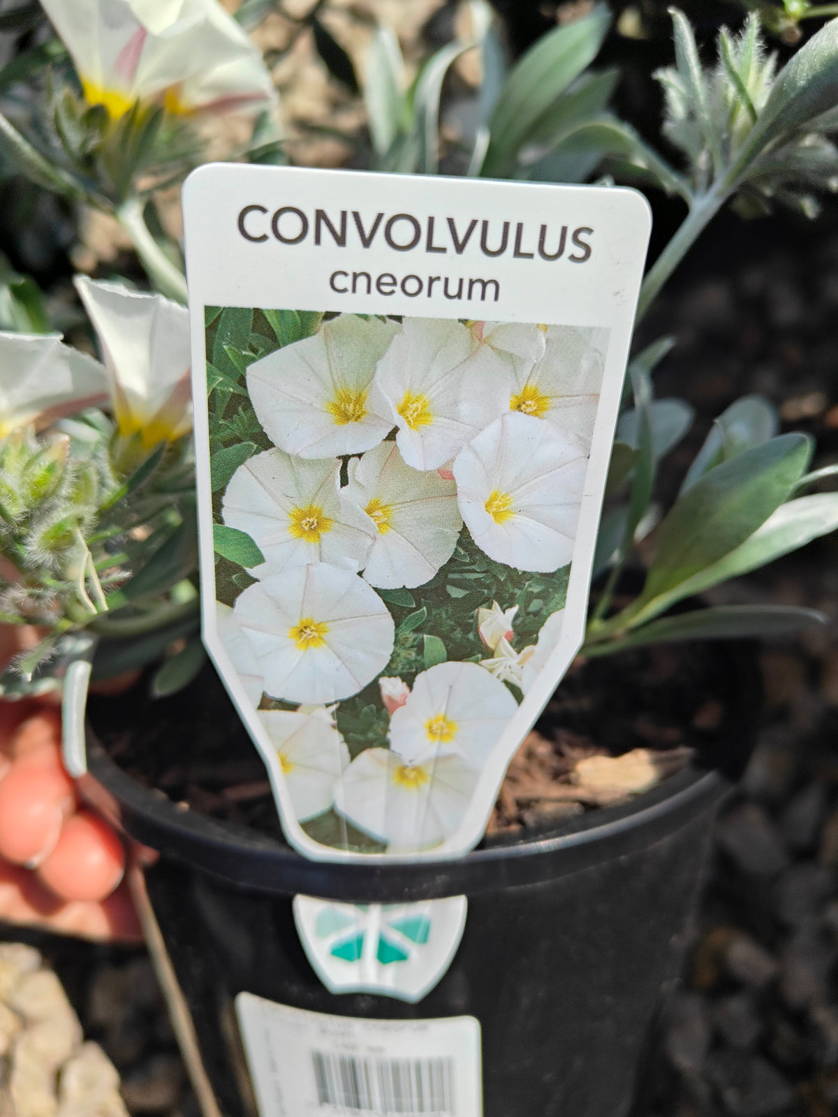 PL0015 Silver Bush, Silverbush, Shrubby Bindweed, Silvery Bindweed, Convolvulus cneorum 银灌木、银叶旋花、灌木旋花、银色旋花 Pot Sizes: 14 cm, 20 cm