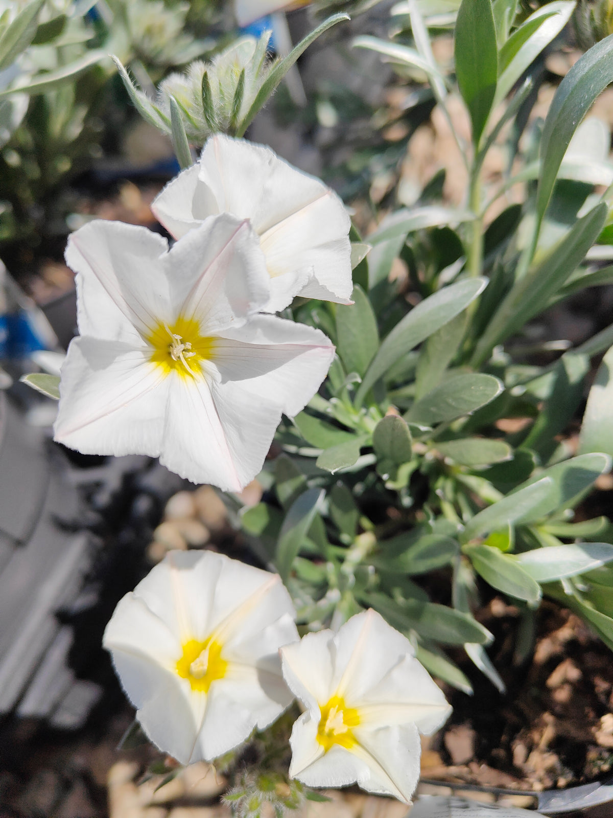 PL0015 Silver Bush, Silverbush, Shrubby Bindweed, Silvery Bindweed, Convolvulus cneorum 银灌木、银叶旋花、灌木旋花、银色旋花 Pot Sizes: 14 cm, 20 cm