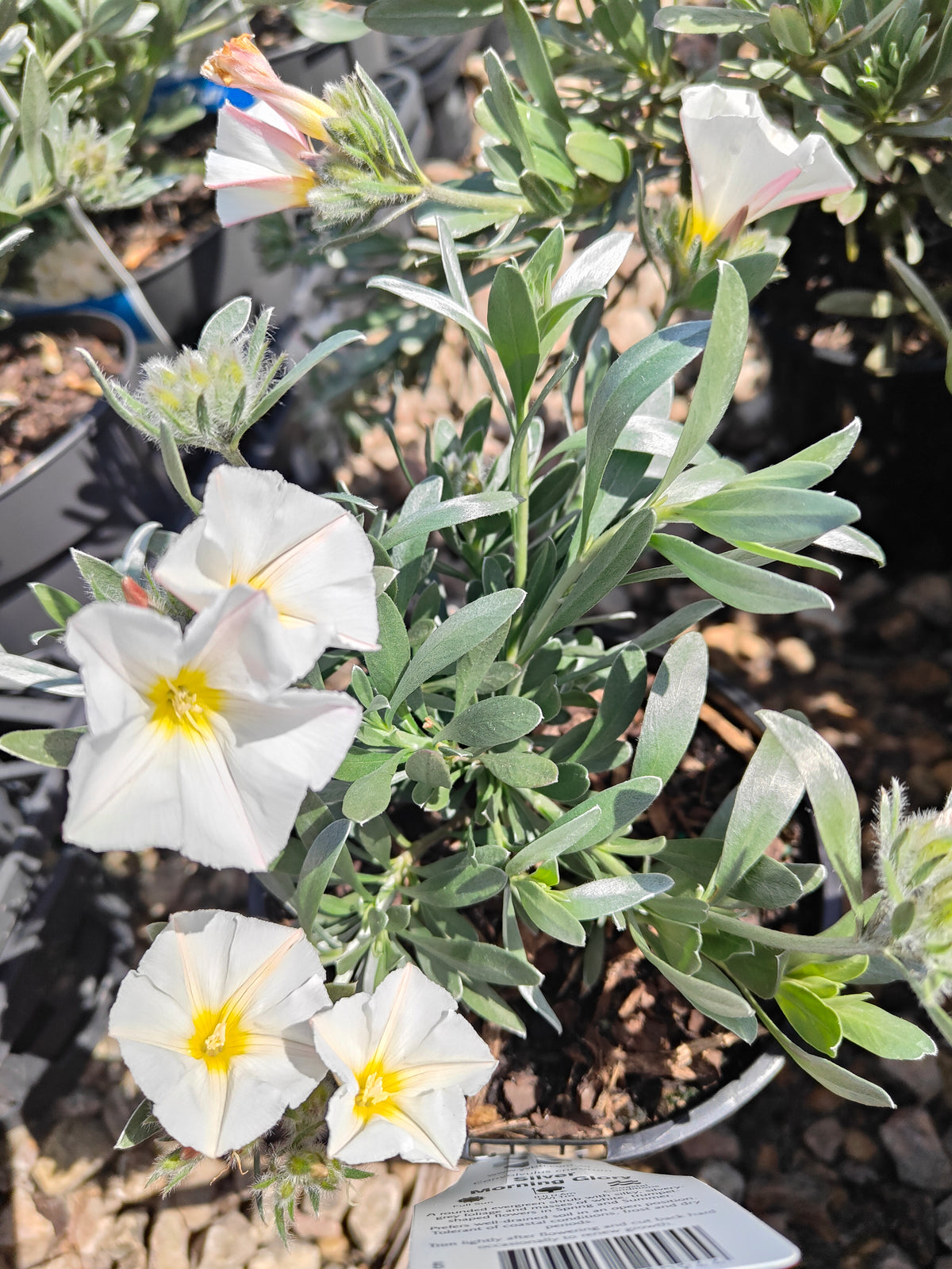 PL0015 Silver Bush, Silverbush, Shrubby Bindweed, Silvery Bindweed, Convolvulus cneorum 银灌木、银叶旋花、灌木旋花、银色旋花 Pot Sizes: 14 cm, 20 cm