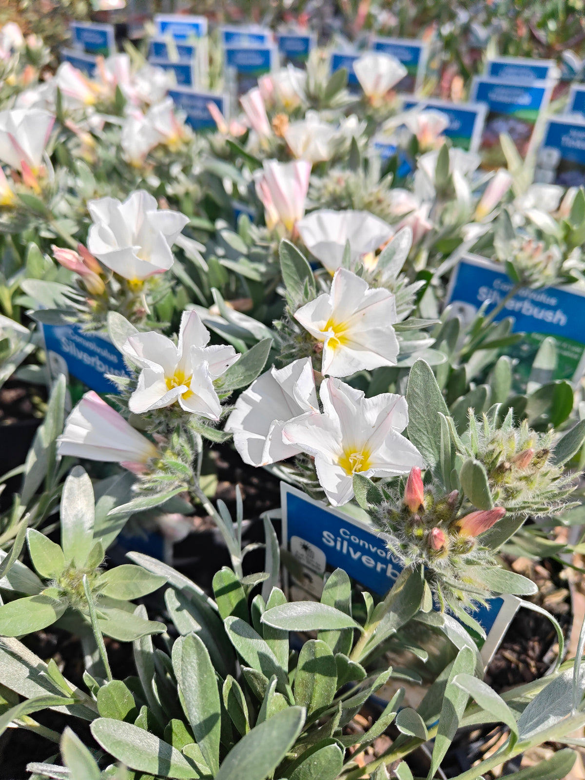 PL0015 Silver Bush, Silverbush, Shrubby Bindweed, Silvery Bindweed, Convolvulus cneorum 银灌木、银叶旋花、灌木旋花、银色旋花 Pot Sizes: 14 cm, 20 cm