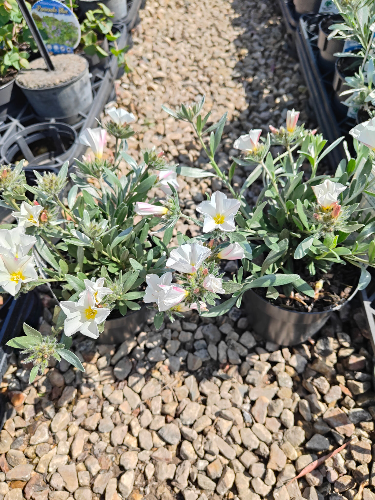 PL0015 Silver Bush, Silverbush, Shrubby Bindweed, Silvery Bindweed, Convolvulus cneorum 银灌木、银叶旋花、灌木旋花、银色旋花 Pot Sizes: 14 cm, 20 cm