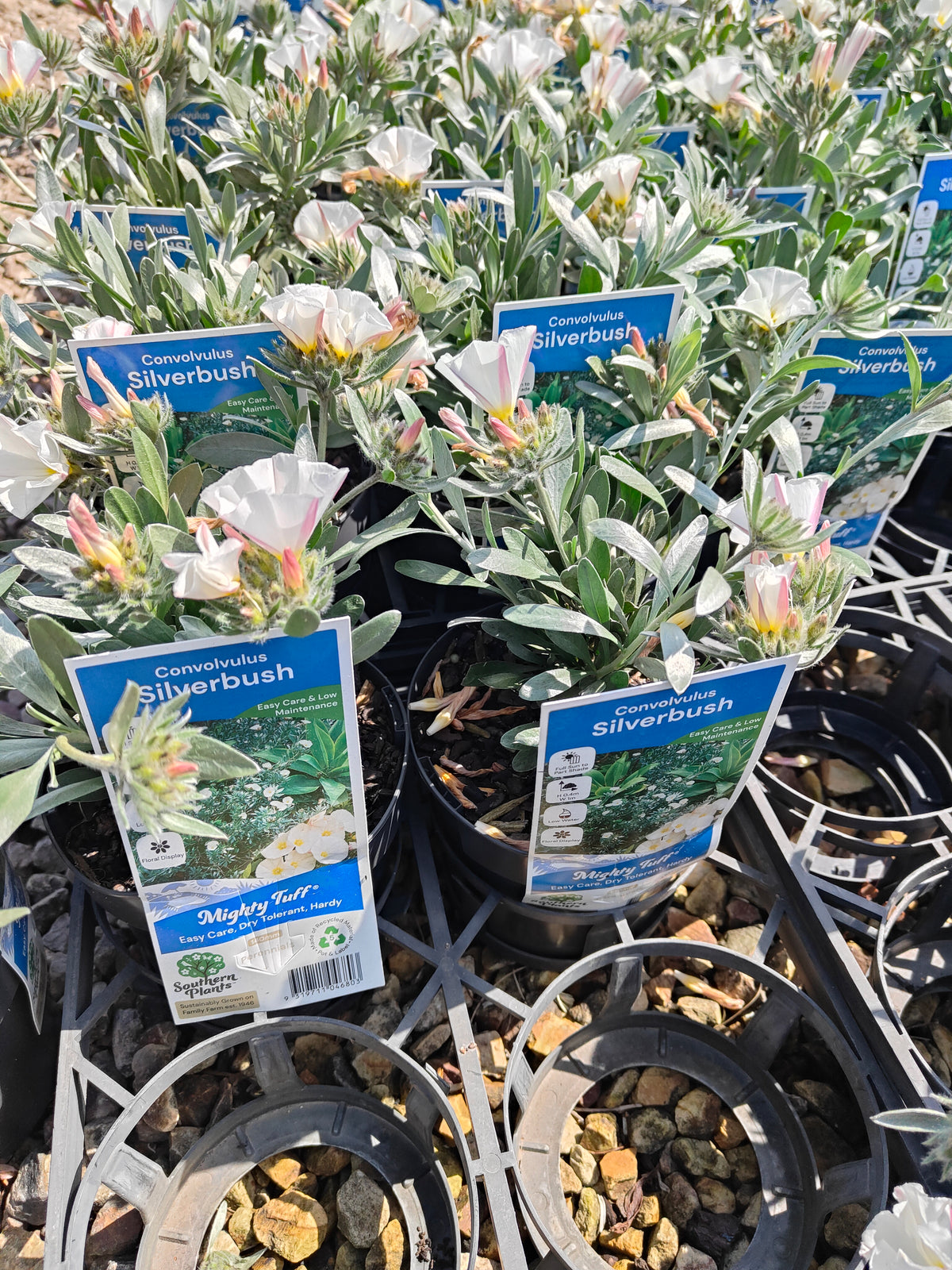 PL0015 Silver Bush, Silverbush, Shrubby Bindweed, Silvery Bindweed, Convolvulus cneorum 银灌木、银叶旋花、灌木旋花、银色旋花 Pot Sizes: 14 cm, 20 cm