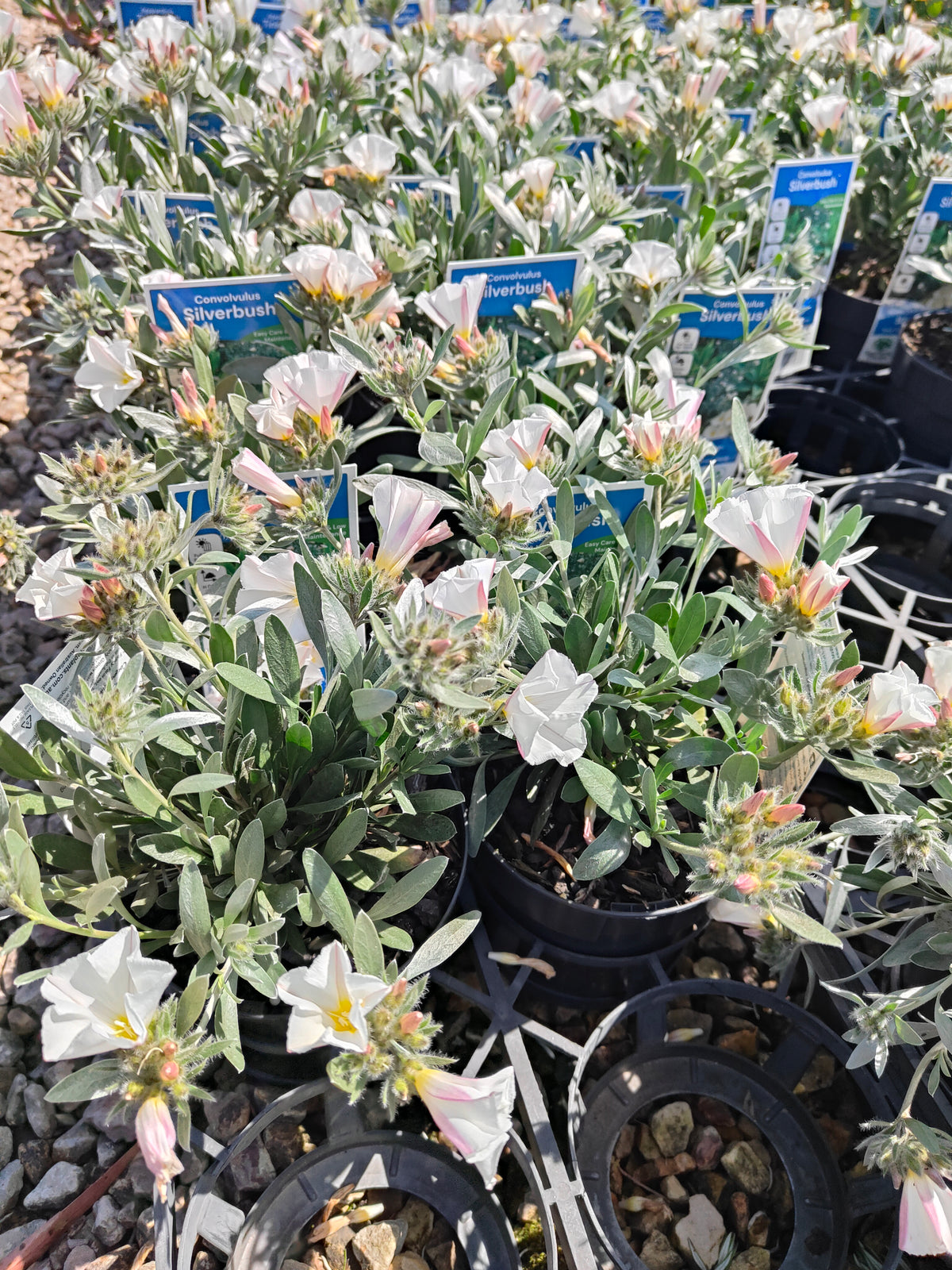 PL0015 Silver Bush, Silverbush, Shrubby Bindweed, Silvery Bindweed, Convolvulus cneorum 银灌木、银叶旋花、灌木旋花、银色旋花 Pot Sizes: 14 cm, 20 cm