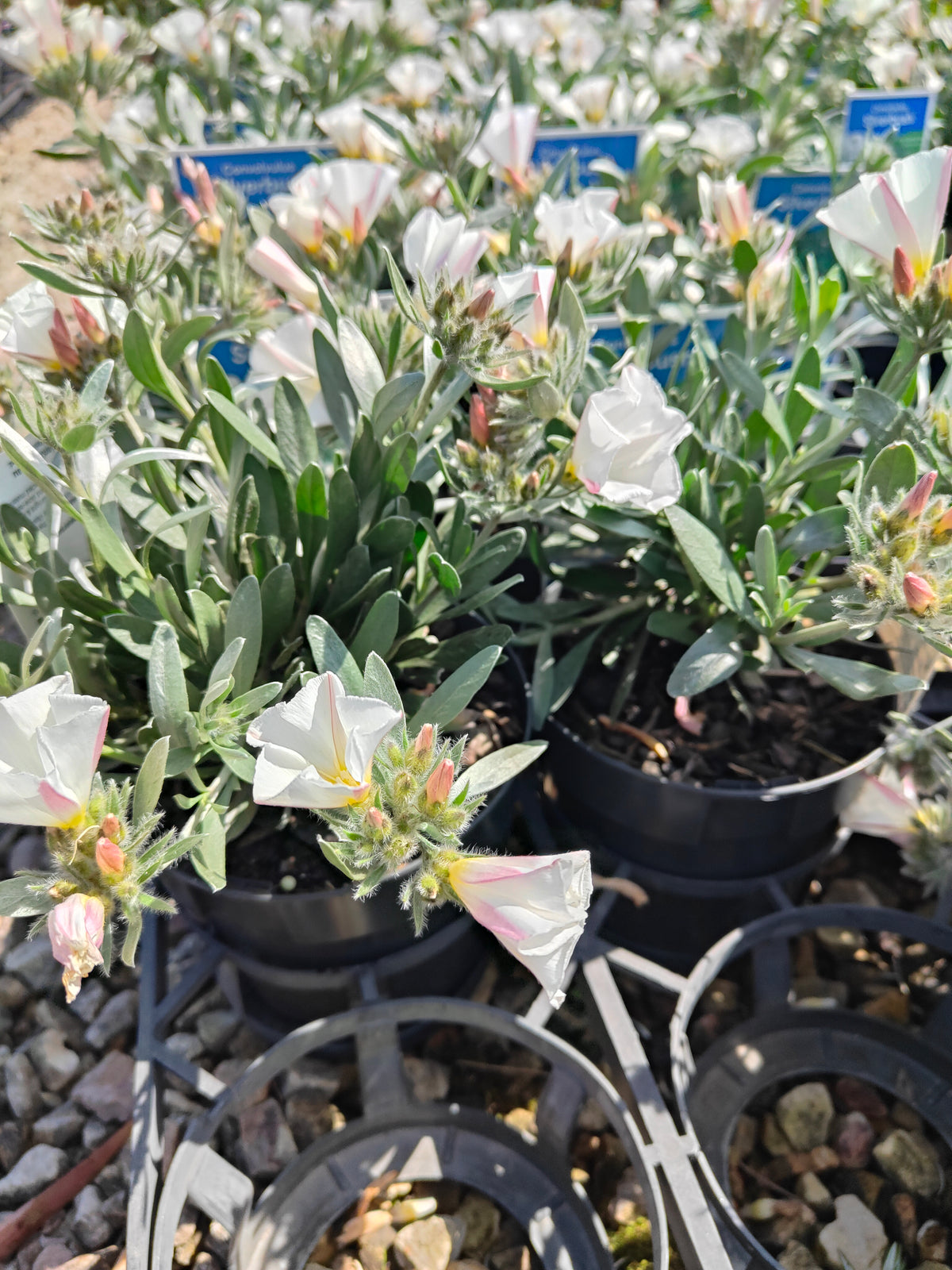 PL0015 Silver Bush, Silverbush, Shrubby Bindweed, Silvery Bindweed, Convolvulus cneorum 银灌木、银叶旋花、灌木旋花、银色旋花 Pot Sizes: 14 cm, 20 cm