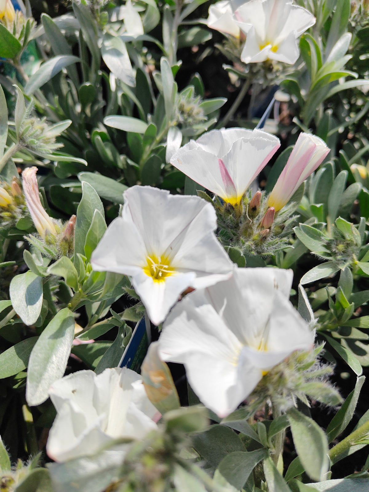 PL0015 Silver Bush, Silverbush, Shrubby Bindweed, Silvery Bindweed, Convolvulus cneorum 银灌木、银叶旋花、灌木旋花、银色旋花 Pot Sizes: 14 cm, 20 cm