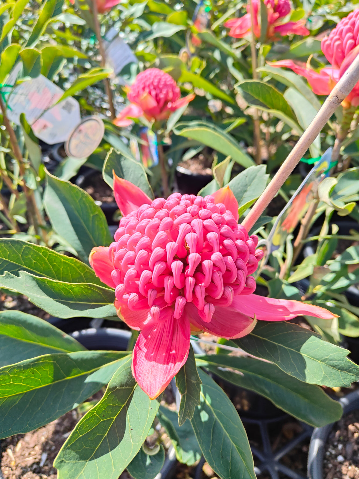 PL0042 Waratah, Telopea hybrida Gembrook 澳洲山龙眼 澳洲战花 Pot Size: 25 cm