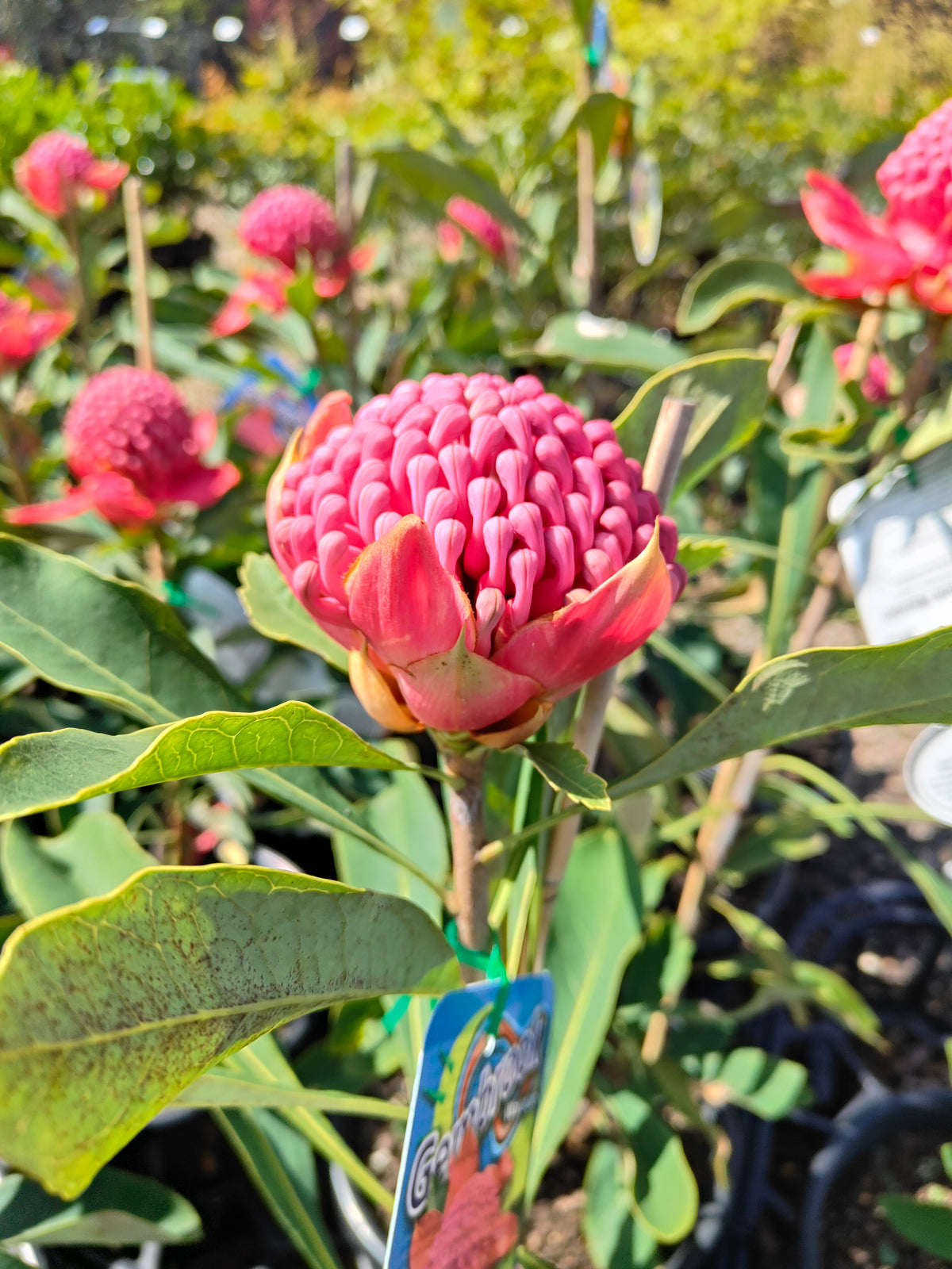 PL0042 Waratah, Telopea hybrida Gembrook 澳洲山龙眼 澳洲战花 Pot Size: 25 cm