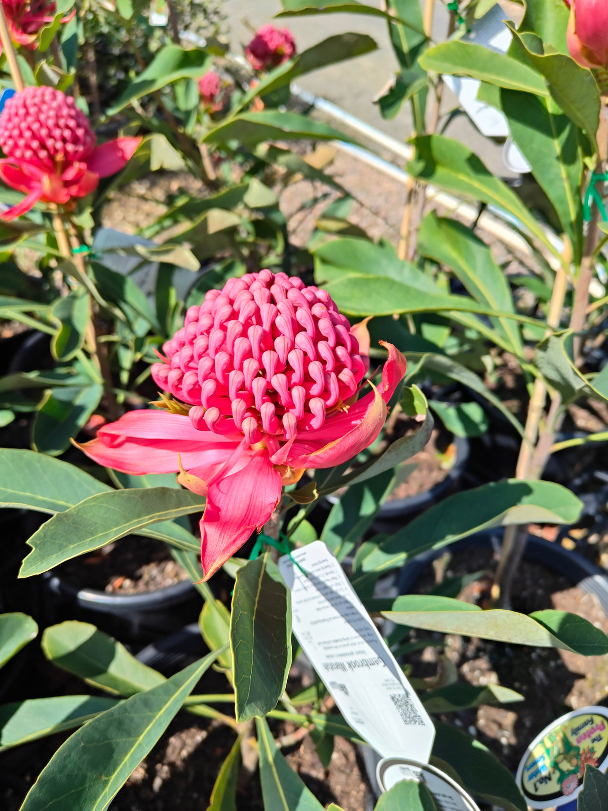 PL0042 Waratah, Telopea hybrida Gembrook 澳洲山龙眼 澳洲战花 Pot Size: 25 cm