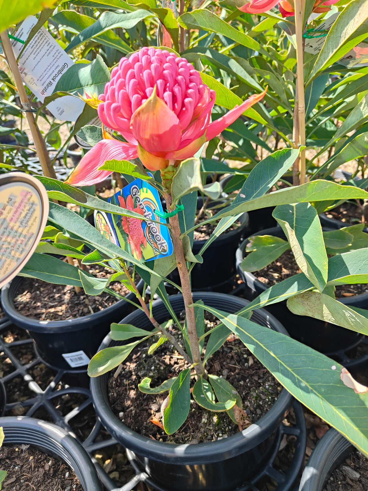 PL0042 Waratah, Telopea hybrida Gembrook 澳洲山龙眼 澳洲战花 Pot Size: 25 cm