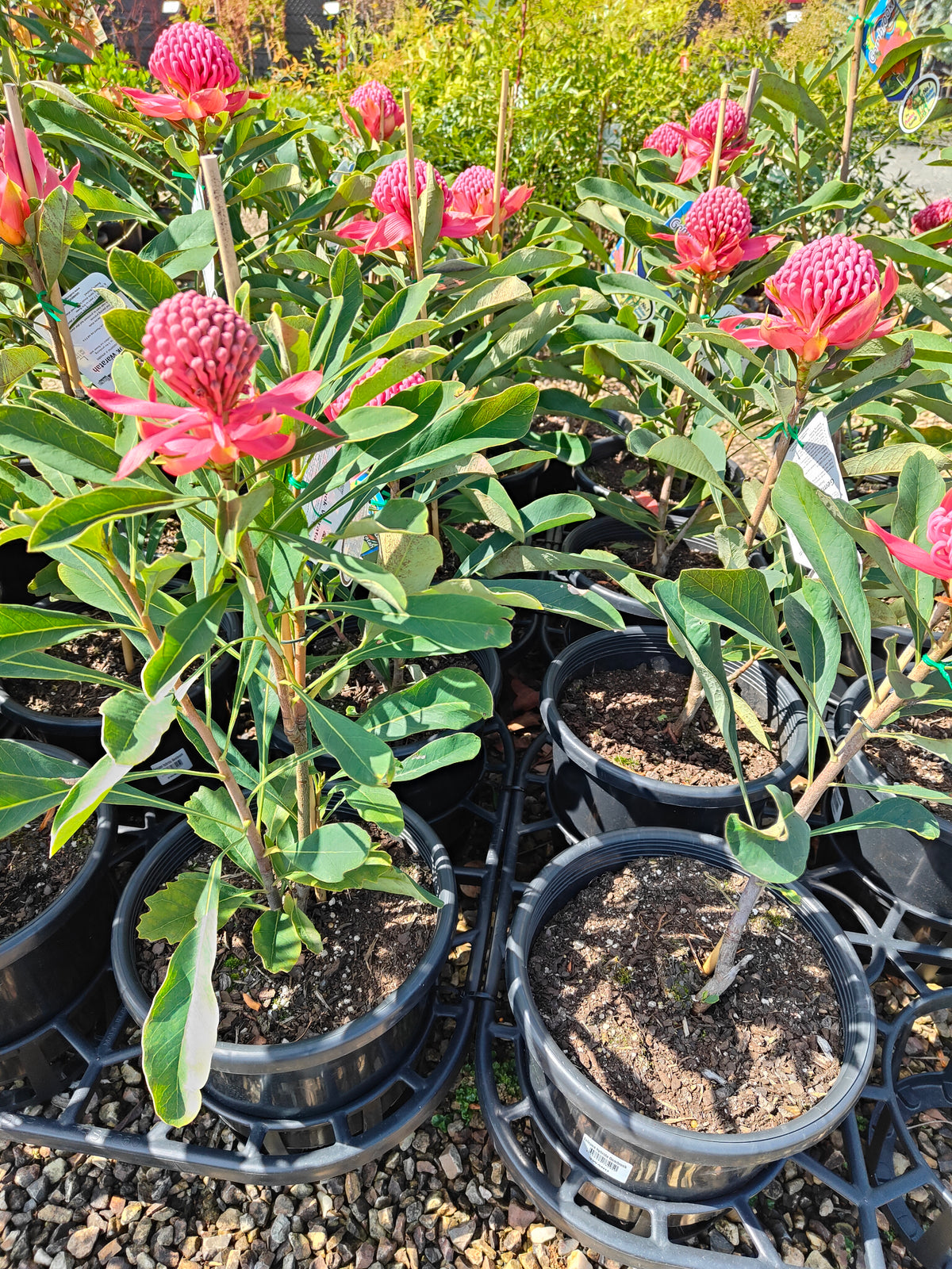 PL0042 Waratah, Telopea hybrida Gembrook 澳洲山龙眼 澳洲战花 Pot Size: 25 cm