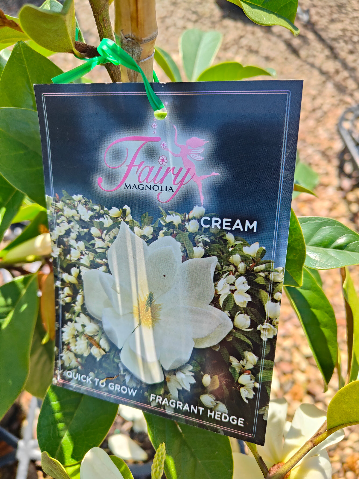 PL0031 Fairy Magnolia® Cream, Magnolia, Magnolia hybrida Fairy Cream  仙女奶油玉兰、玉兰 Pot Size 20cm