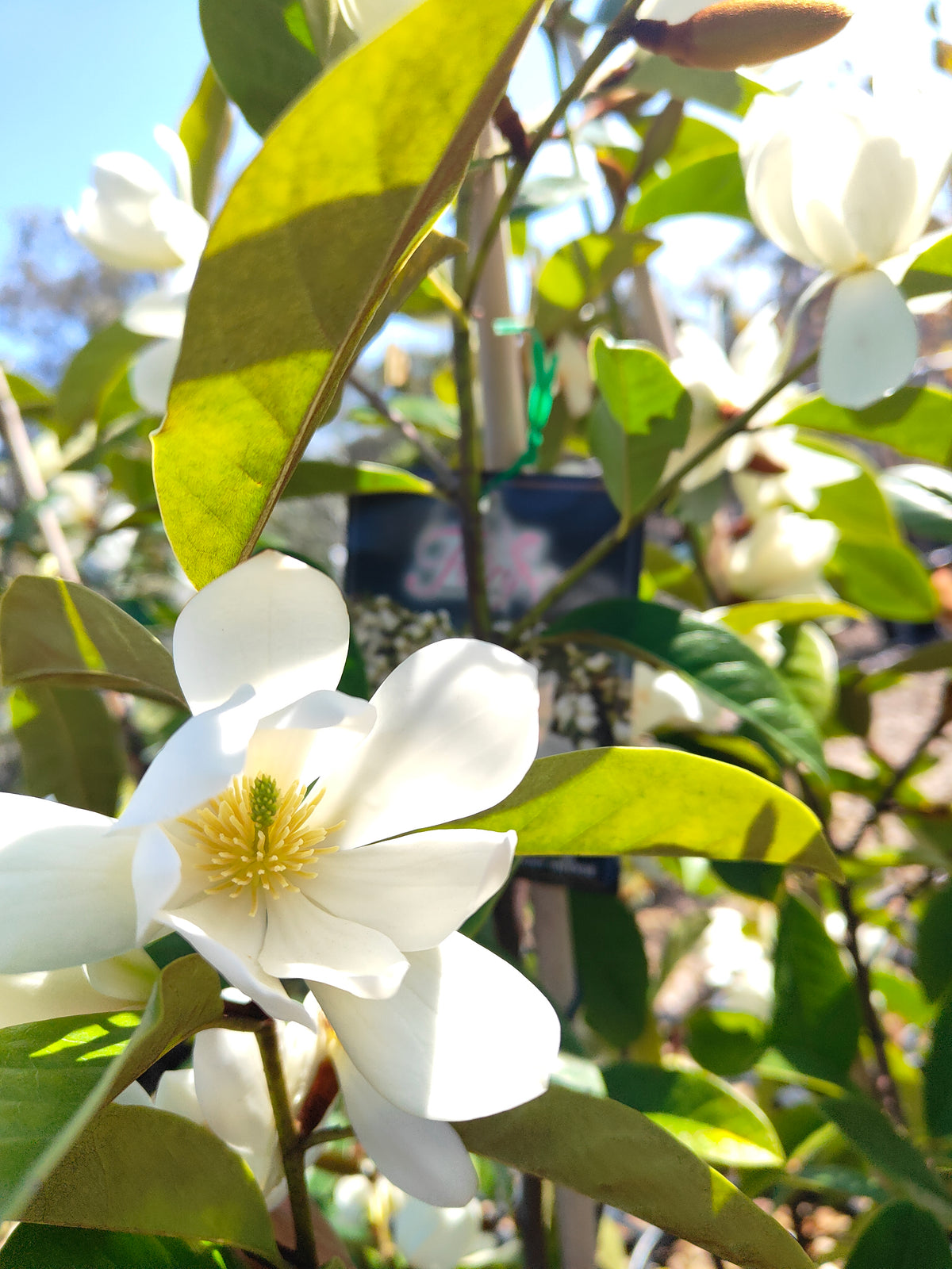 PL0031 Fairy Magnolia® Cream, Magnolia, Magnolia hybrida Fairy Cream  仙女奶油玉兰、玉兰 Pot Size 20cm