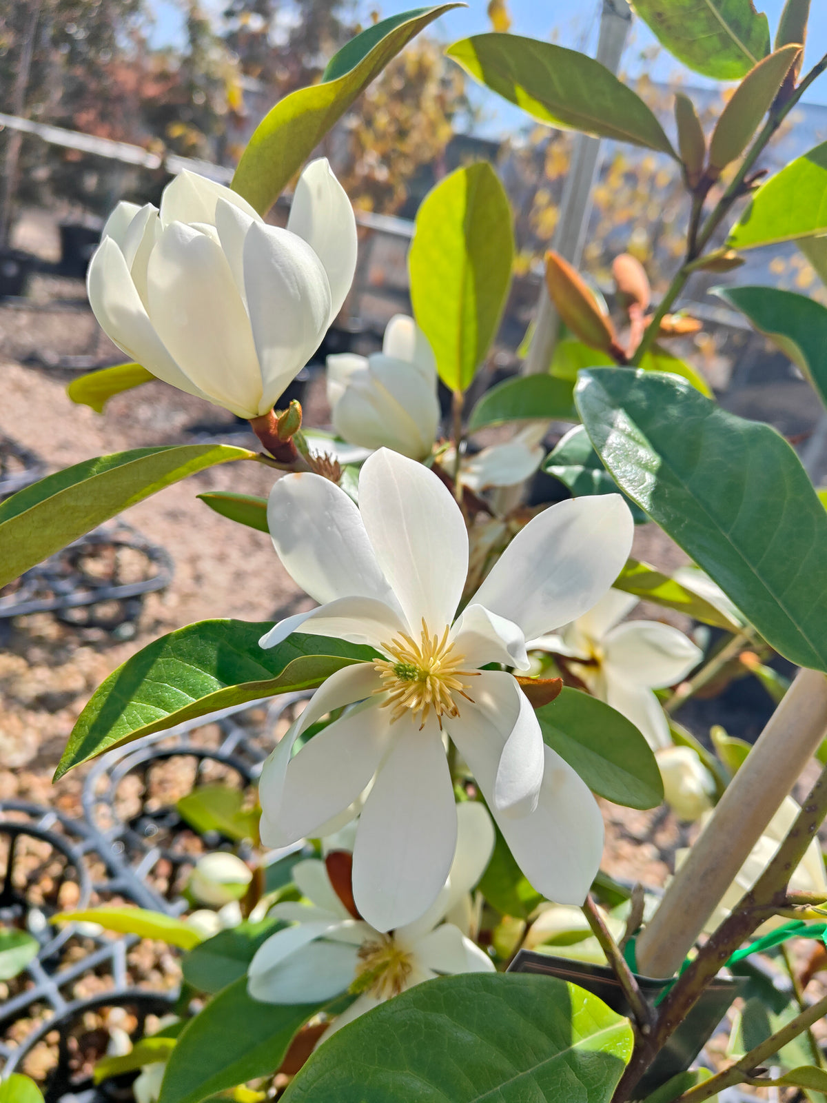 PL0031 Fairy Magnolia® Cream, Magnolia, Magnolia hybrida Fairy Cream  仙女奶油玉兰、玉兰 Pot Size 20cm