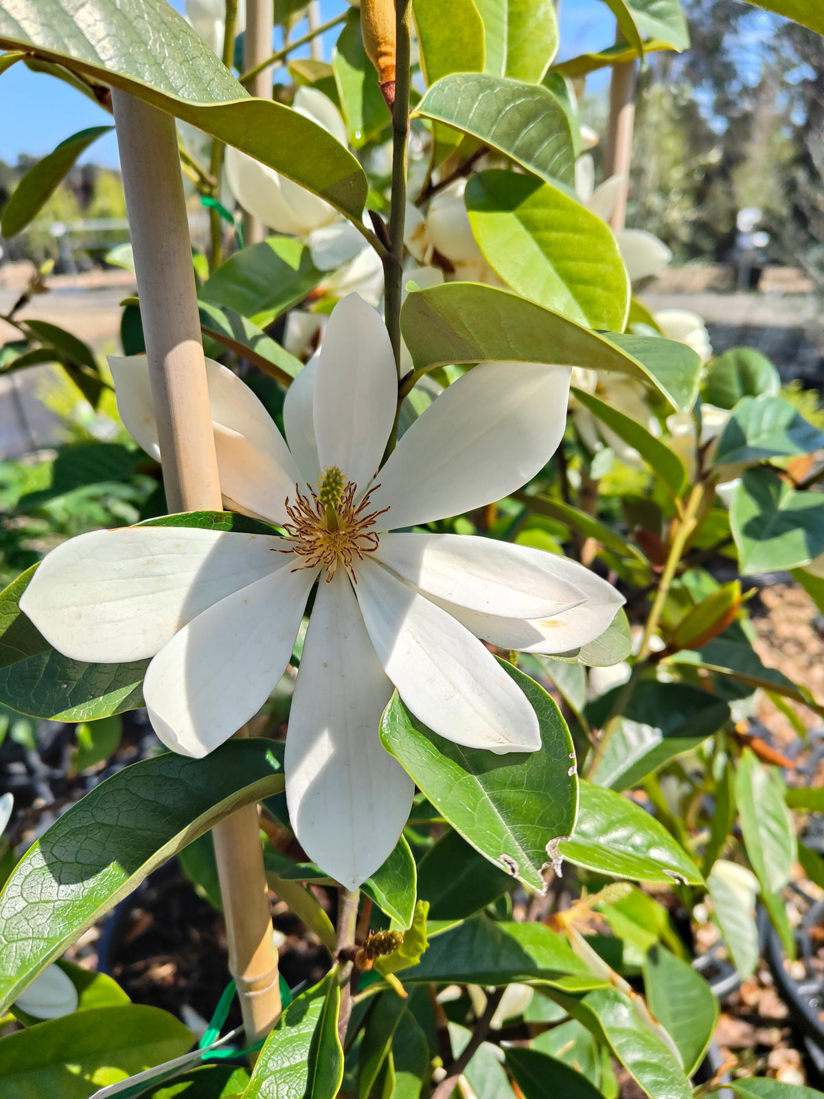 PL0031 Fairy Magnolia® Cream, Magnolia, Magnolia hybrida Fairy Cream  仙女奶油玉兰、玉兰 Pot Size 20cm