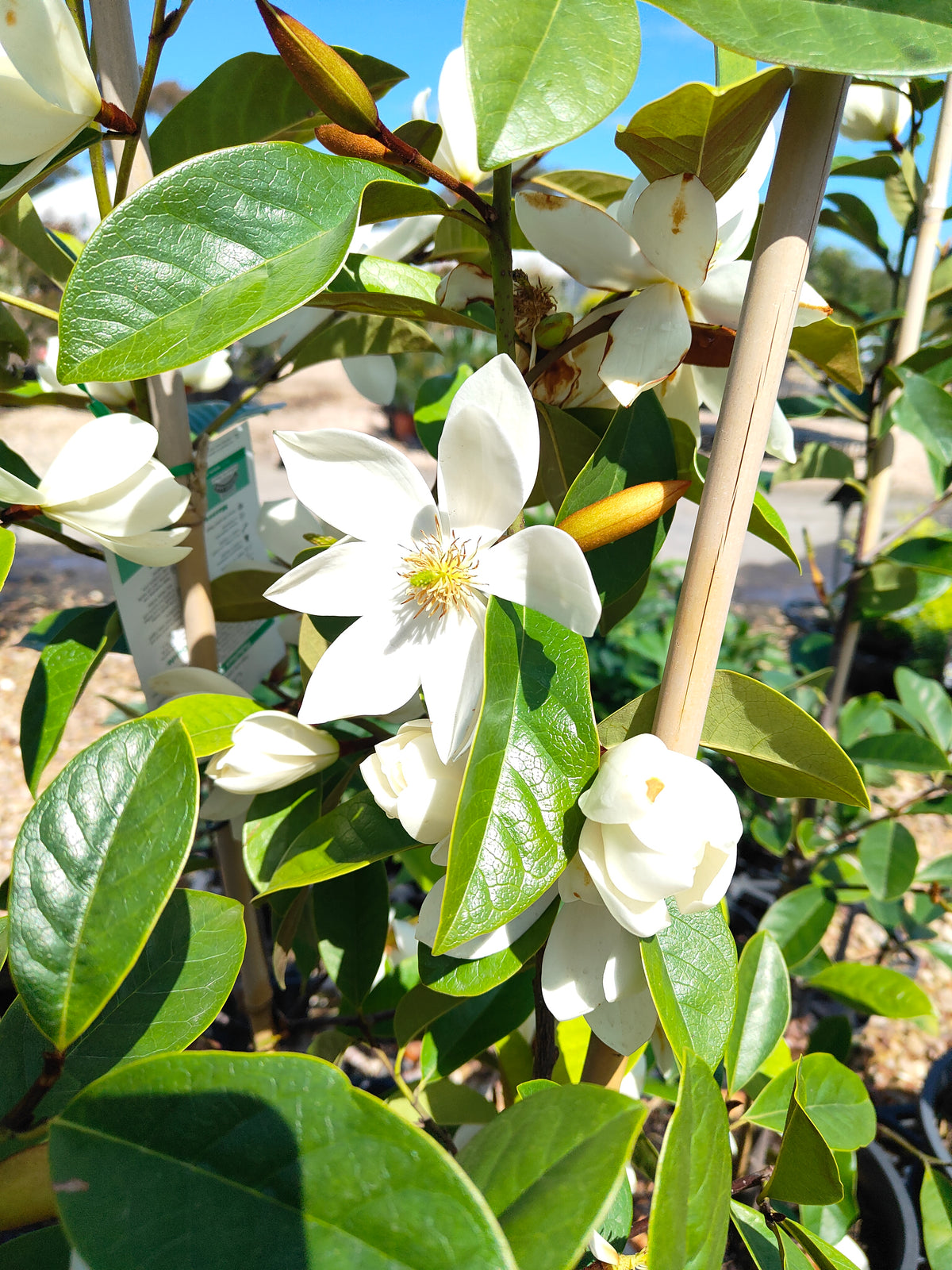 PL0031 Fairy Magnolia® Cream, Magnolia, Magnolia hybrida Fairy Cream  仙女奶油玉兰、玉兰 Pot Size 20cm
