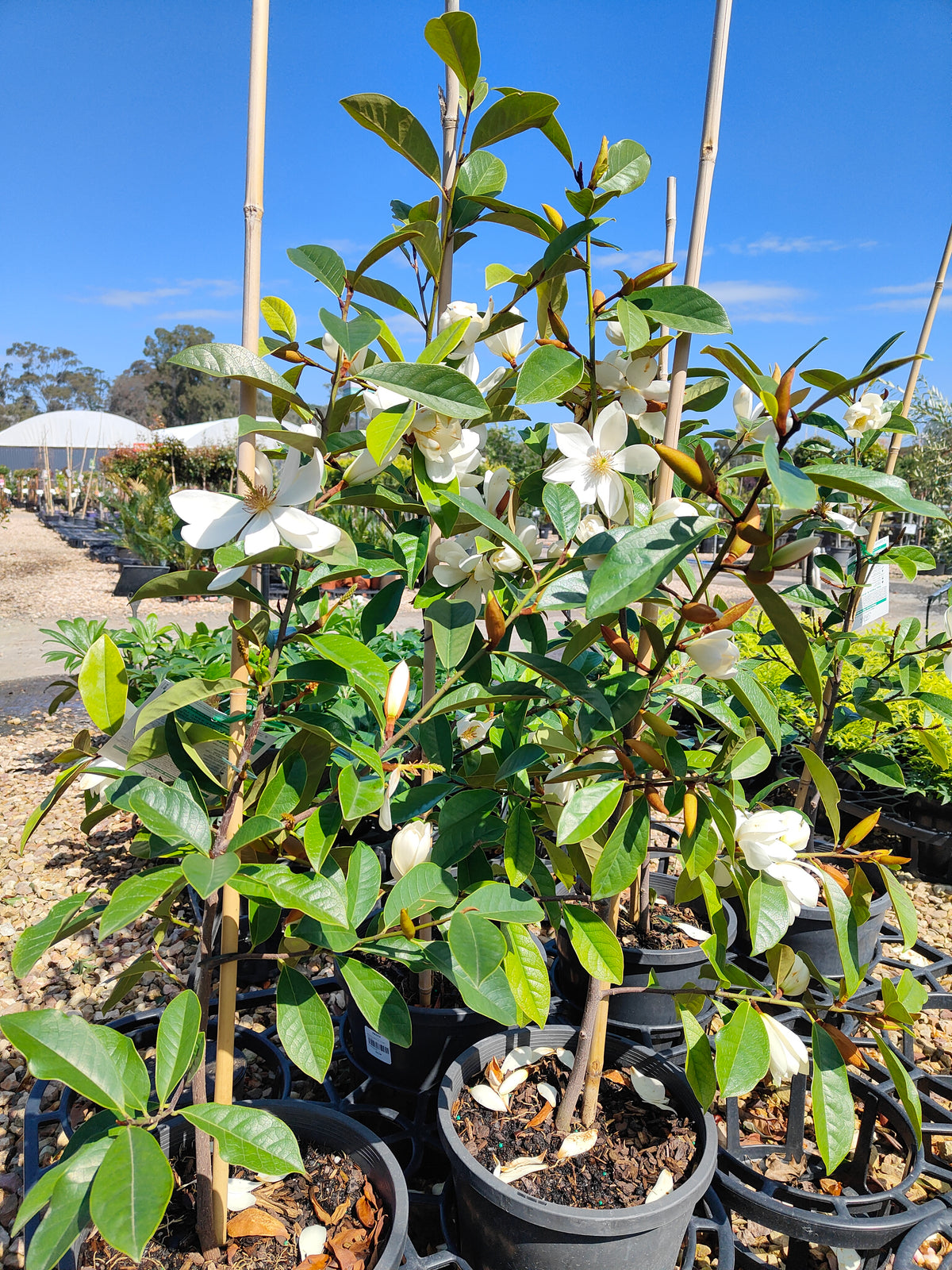 PL0031 Fairy Magnolia® Cream, Magnolia, Magnolia hybrida Fairy Cream  仙女奶油玉兰、玉兰 Pot Size 20cm