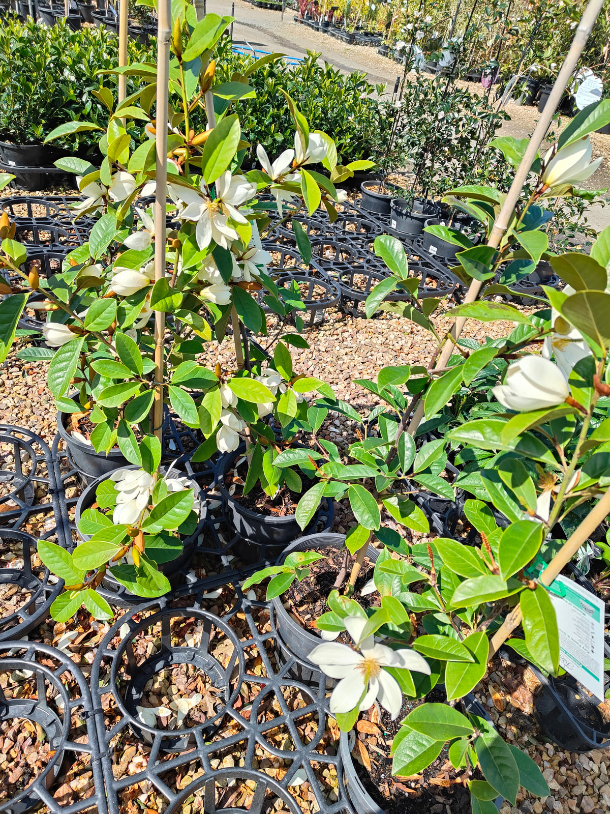 PL0031 Fairy Magnolia® Cream, Magnolia, Magnolia hybrida Fairy Cream  仙女奶油玉兰、玉兰 Pot Size 20cm