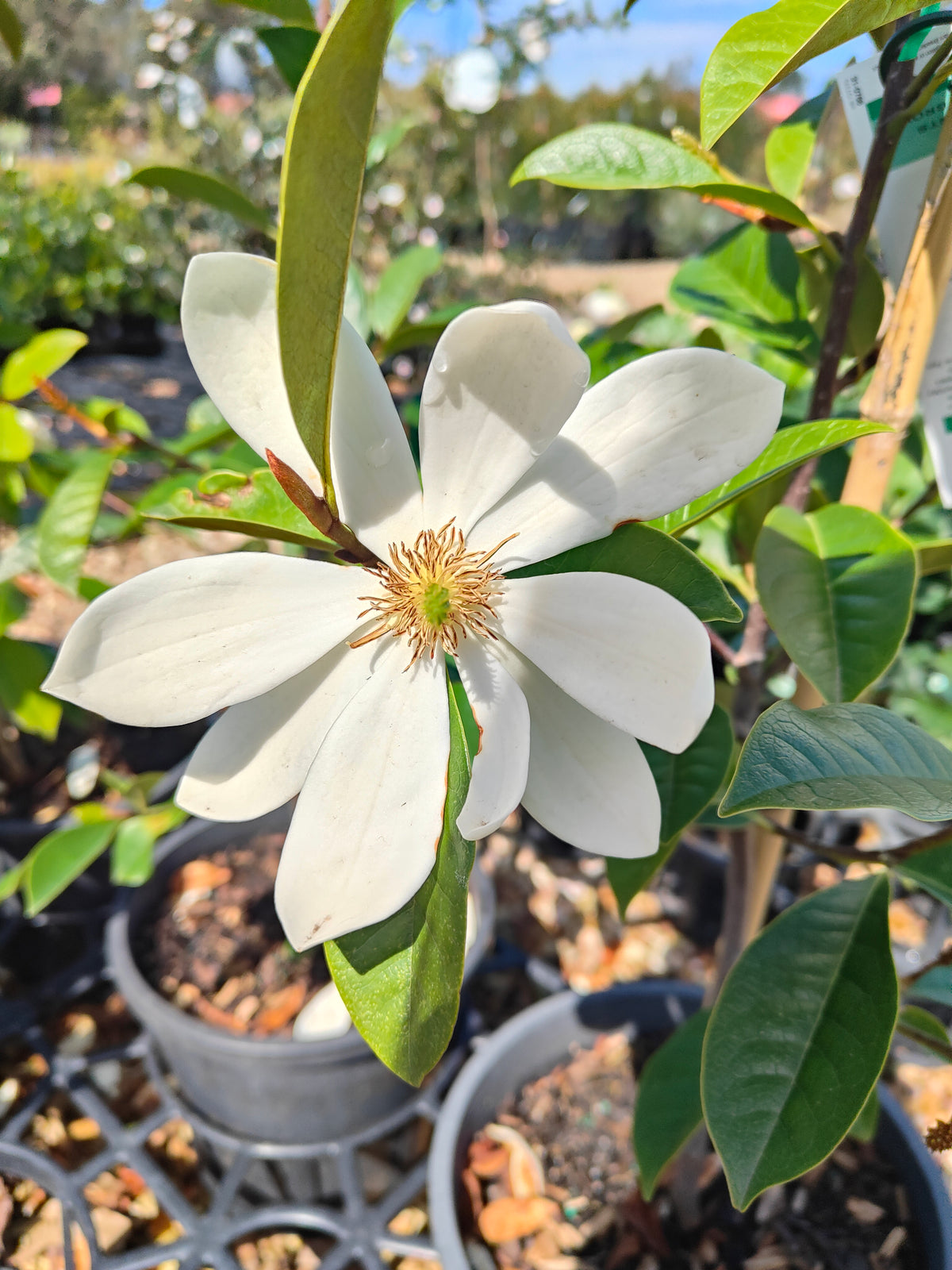 PL0031 Fairy Magnolia® Cream, Magnolia, Magnolia hybrida Fairy Cream  仙女奶油玉兰、玉兰 Pot Size 20cm