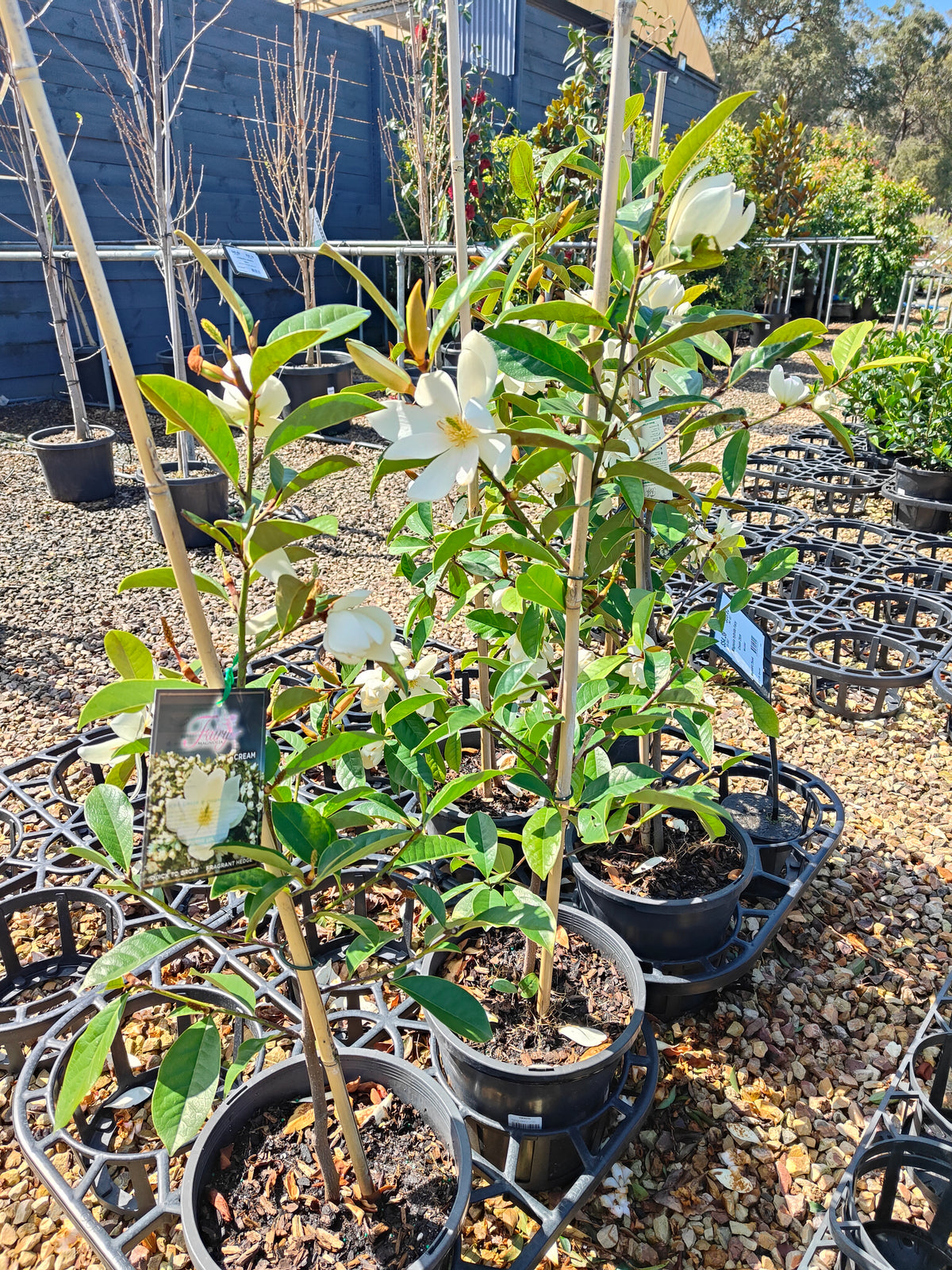PL0031 Fairy Magnolia® Cream, Magnolia, Magnolia hybrida Fairy Cream  仙女奶油玉兰、玉兰 Pot Size 20cm